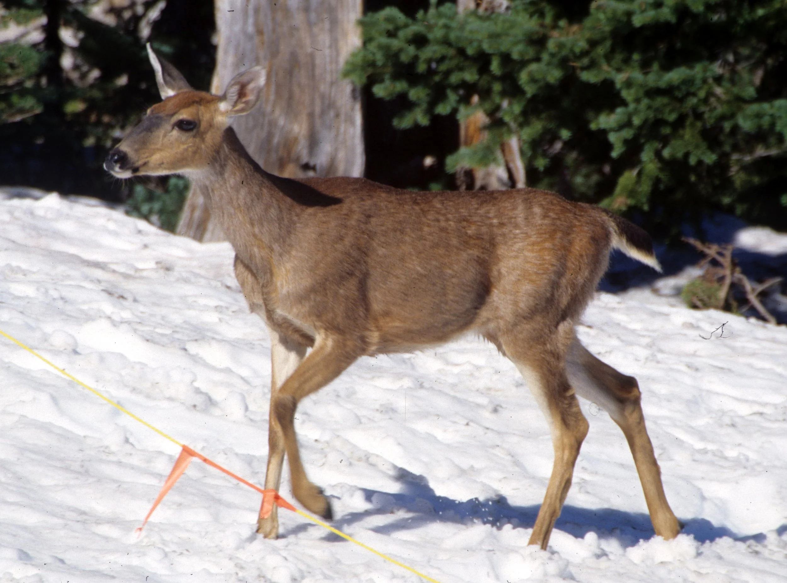 CERVID - DEER - BLACK-TAILED - COLUMBIA - RIDGE X.jpg