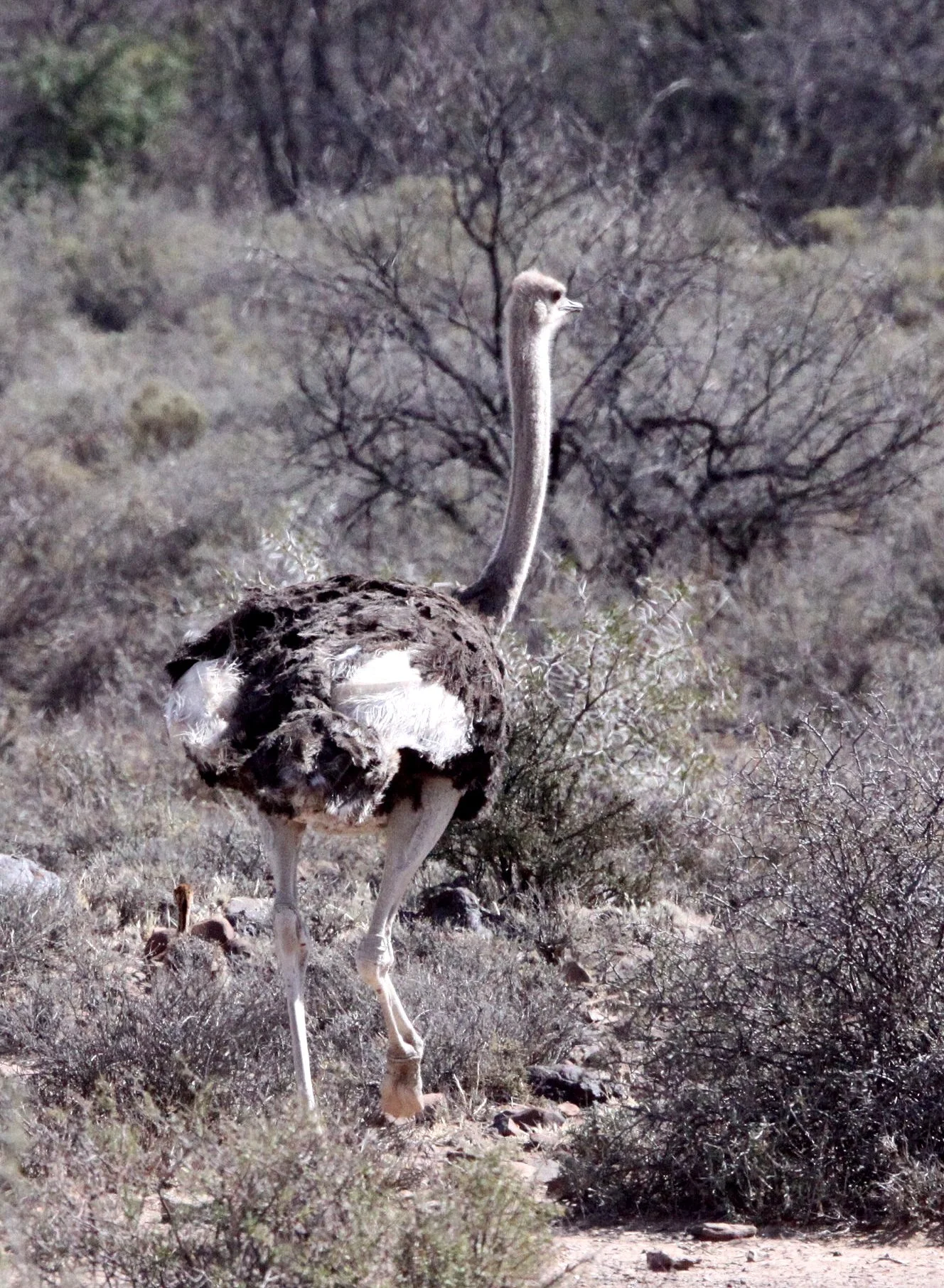 Struthio camelus australis - SOUTH AFRICAN OSTRICH - KAROO NATIONAL PARK SOUTH AFRICA (4).JPG