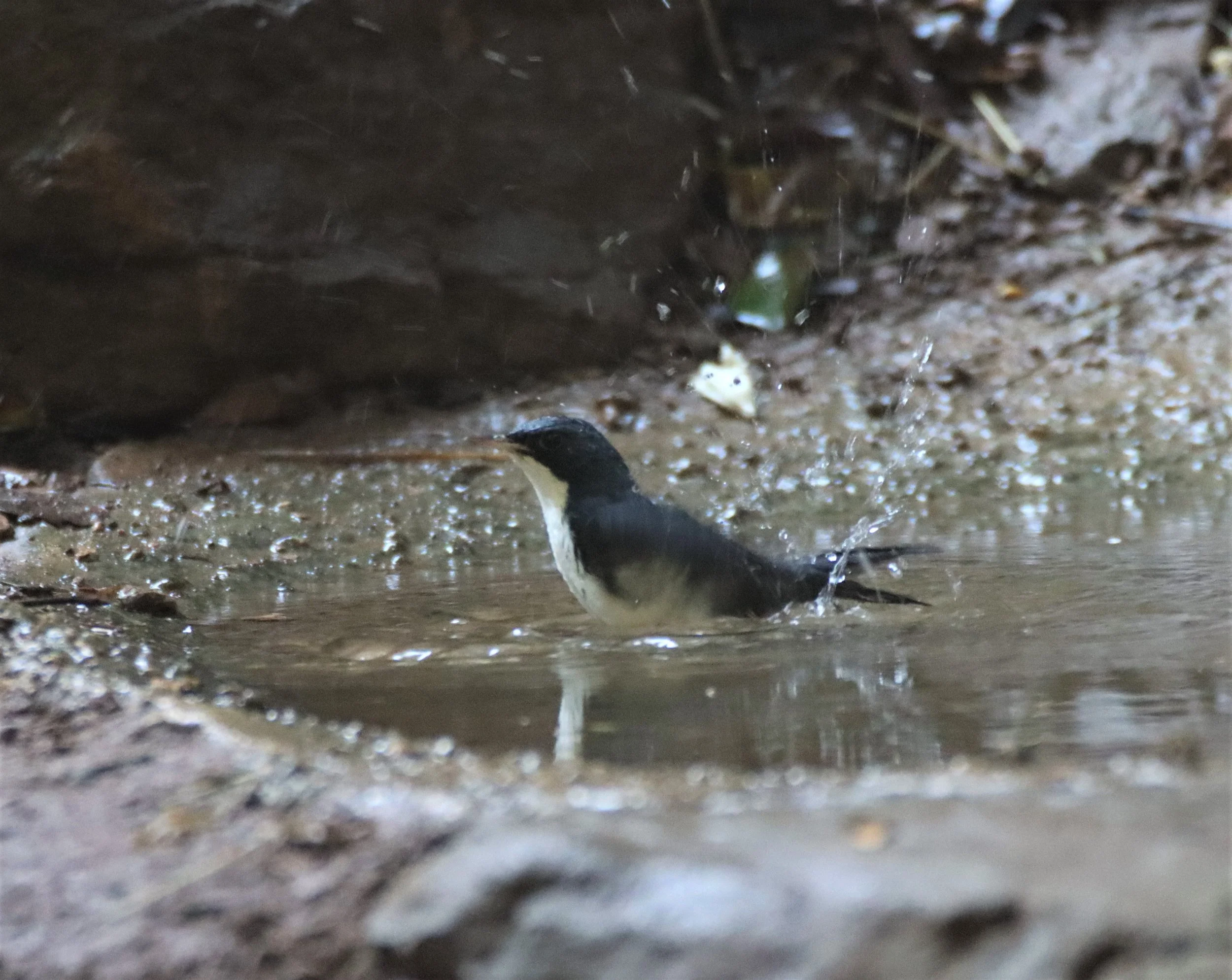 ROBIN - SIBERIAN BLUE ROBIN - Luscinia cyane - LUNG SIN HIDE, KAENG KRACHAN 2021 (10).jpg