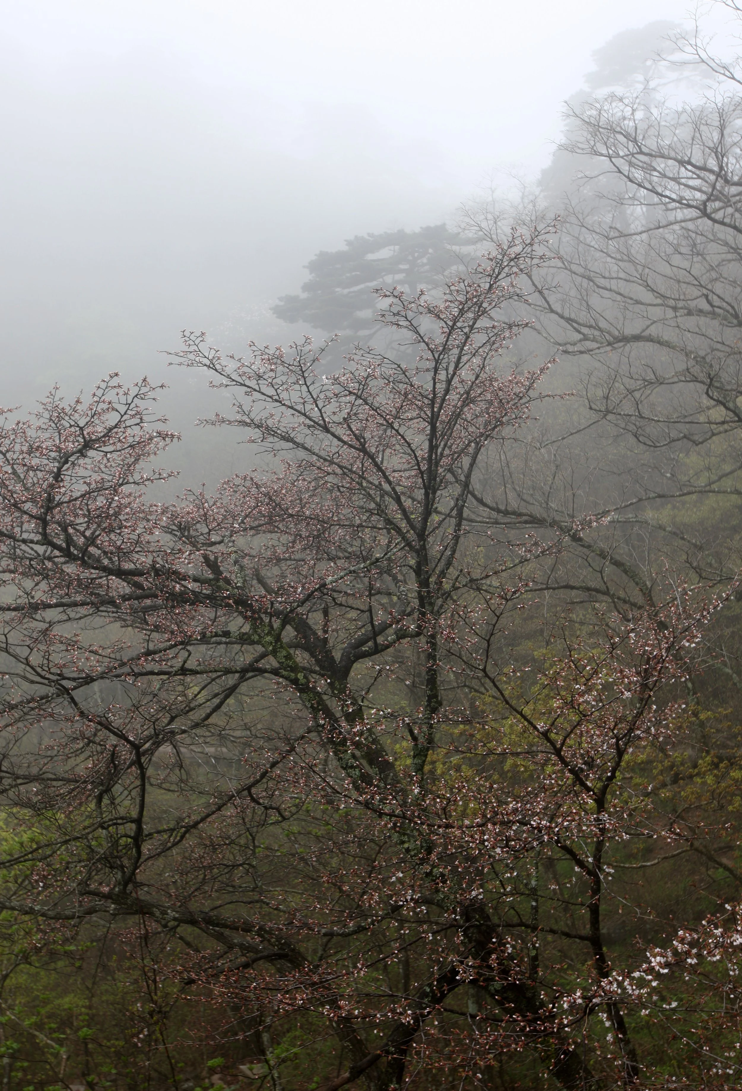 HUANGSHAN NATIONAL PARK ANHUI PROVINCE CHINA (213).JPG