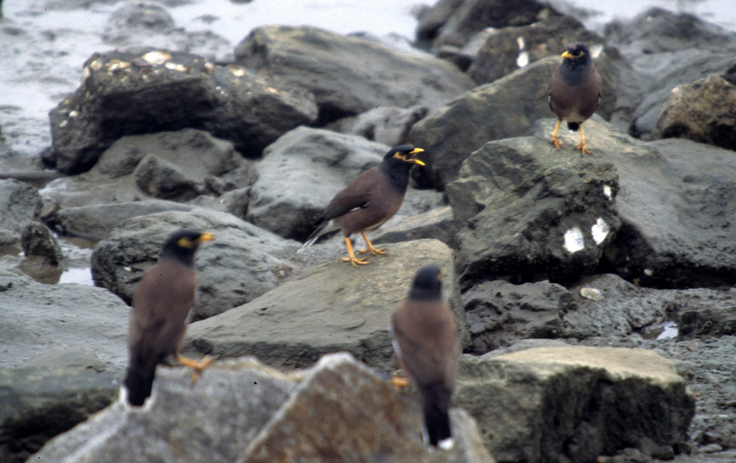 BIRD - MYNA - COMMON MYNA - CAIRNS HARBOR.jpg