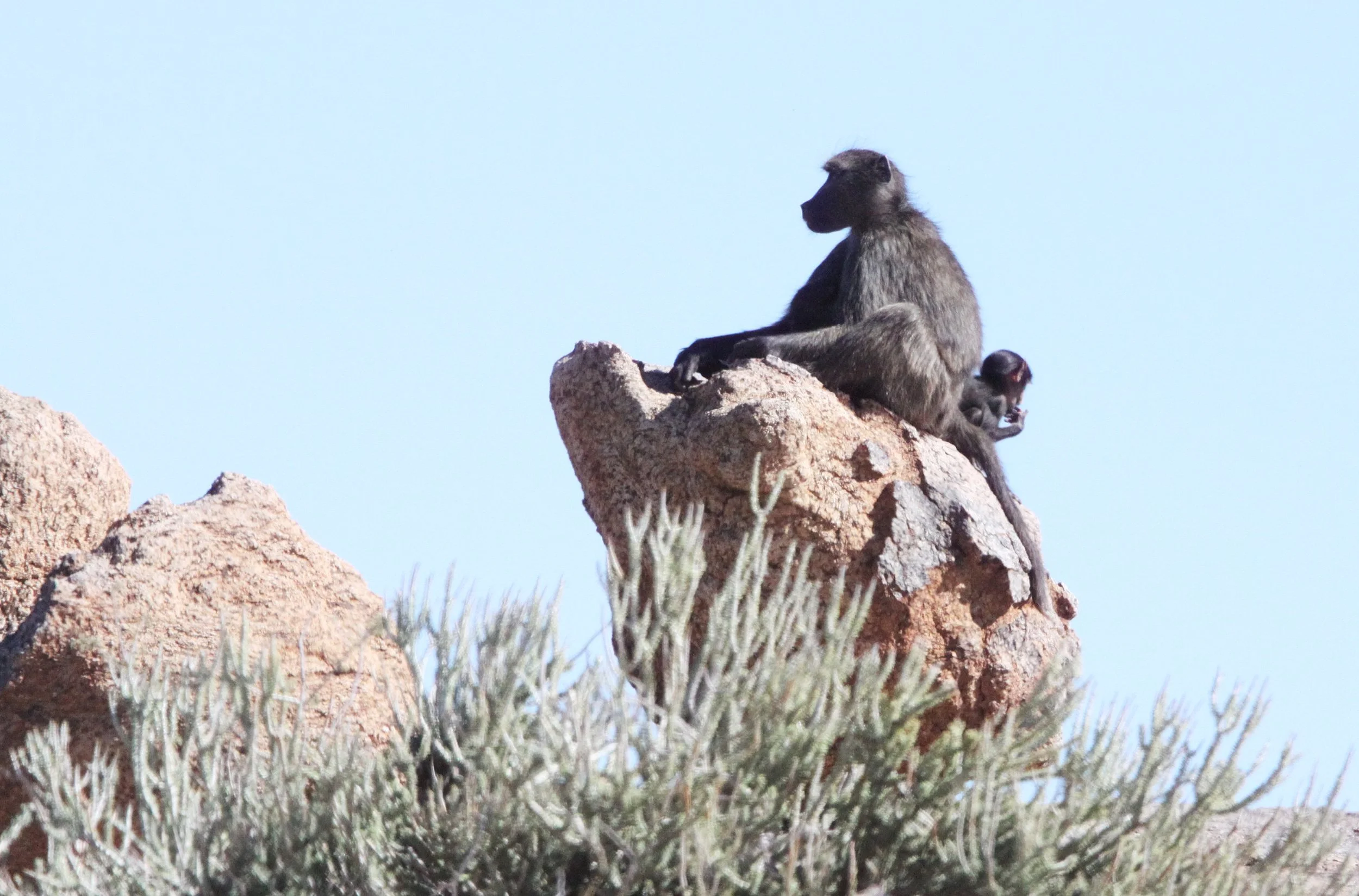 Papio ursinus Chacma Baboon — Coke Smith Wildlife