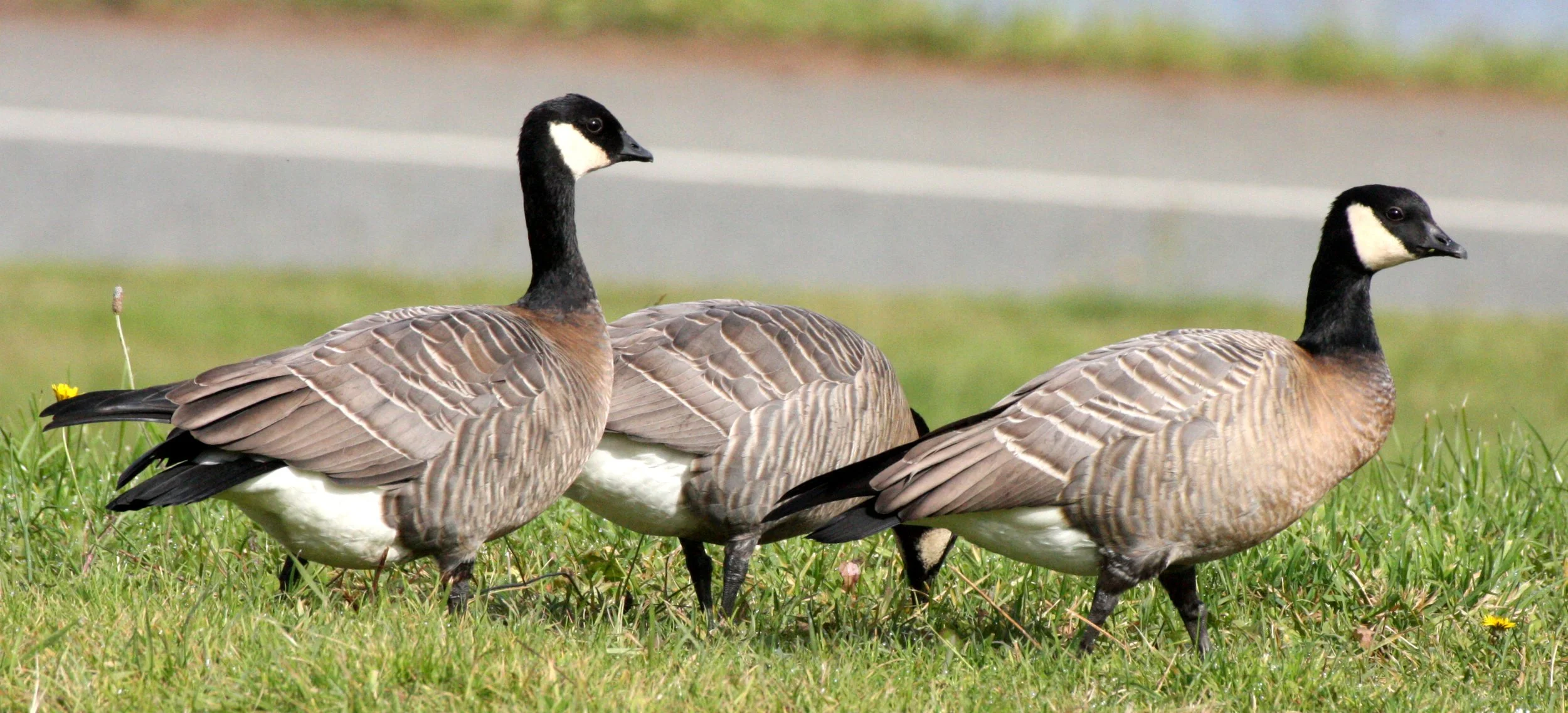 BIRD - GOOSE - CANADA GOOSE - DUSKY FORM - STRAIT OF JUAN DE FUCA  (5).JPG