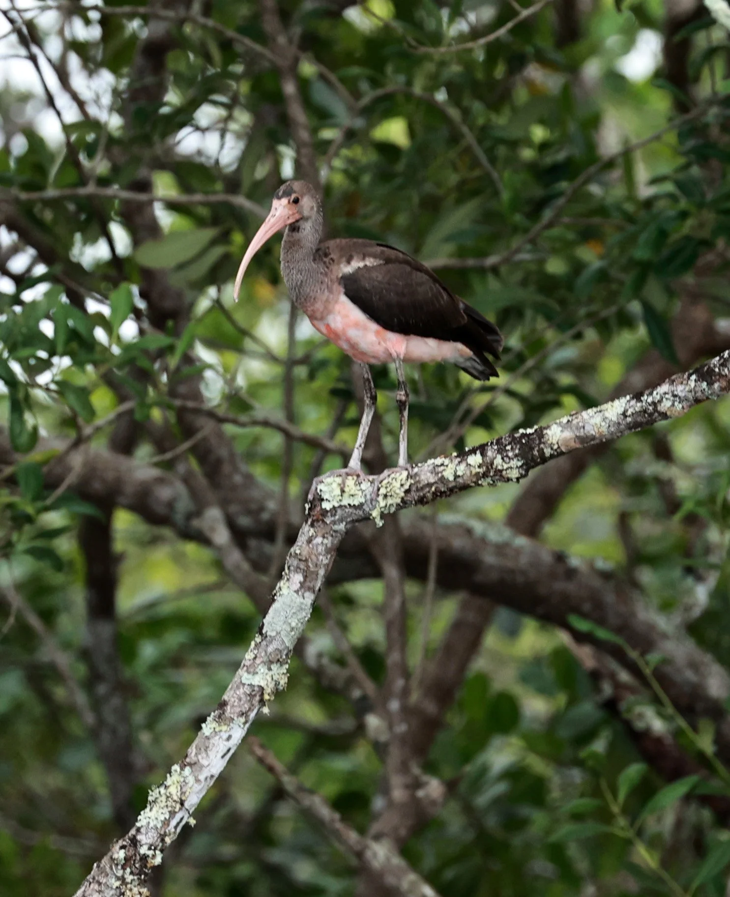 Scarlet Ibis (Eudocimus ruber) Superagüi National Park juvenile