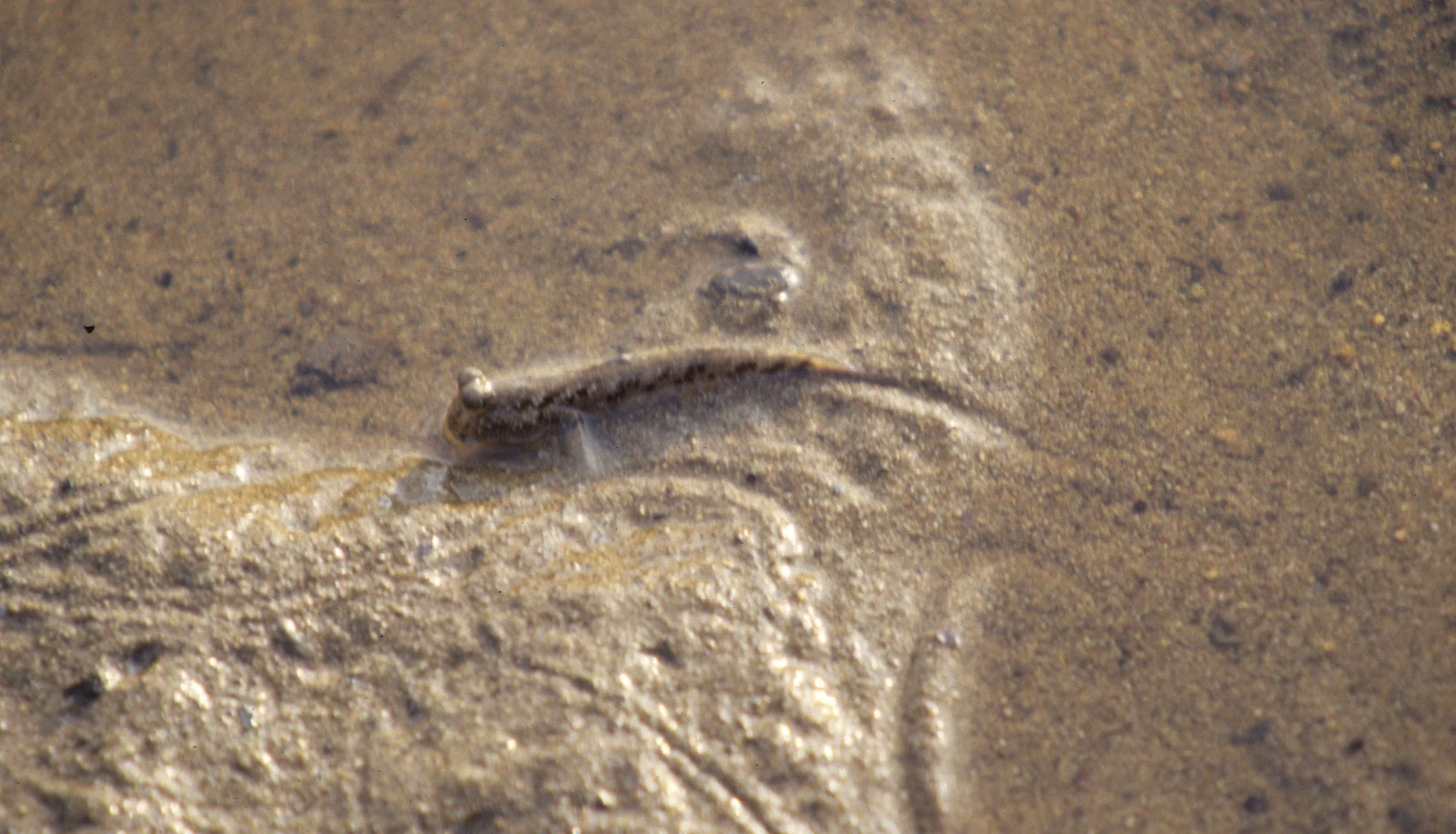 FISH - LUNGFISH - KOMODO ISAND INDONESIA.jpg