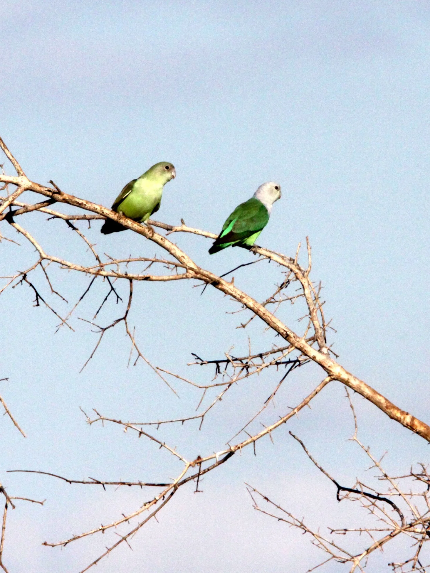 BIRD - PARROT - GREY-HEADED LOVE BIRDS - KIRINDY NATIONAL PARK - MADAGASCAR (9).JPG