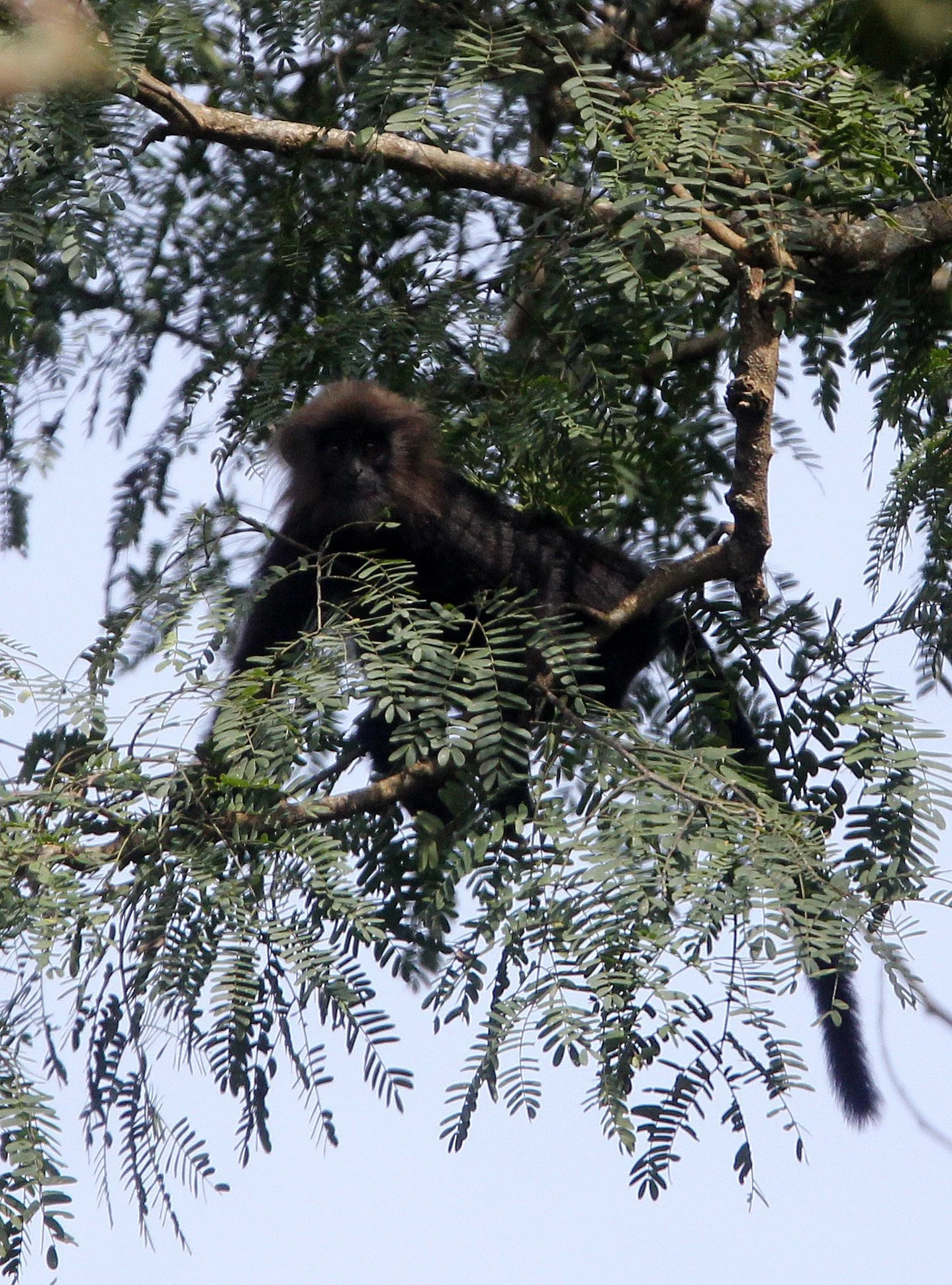 CERCOPITHECIDAE - Semnopithecus johnii - NILGIRI LANGUR - INDIRA GANDHI TOPSLIP NATIONAL PARK, TAMIL NADU INDIA (5).JPG