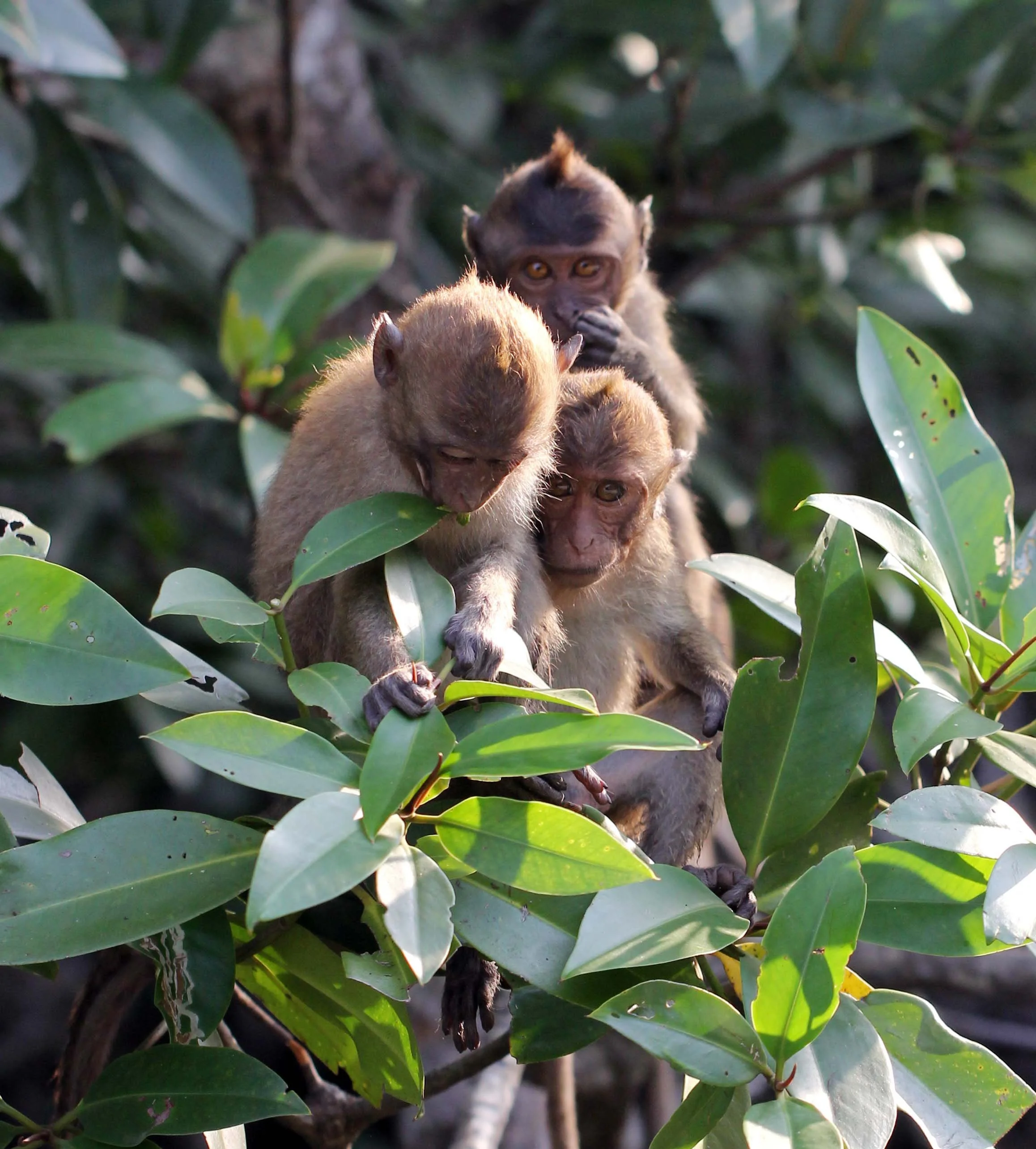 CERCOPITHECIDAE - Macaca fascicularis - LONG-TAILED MACAQUE - KAROS ISLAND - AO LUEK - KRABI (42).JPG