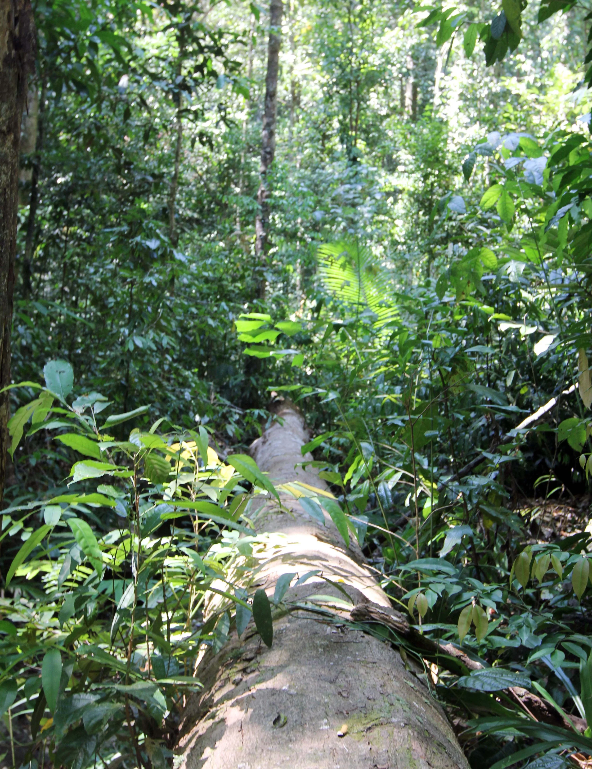 2014 ISB Trip to Tonte Falls in Trang (26).JPG