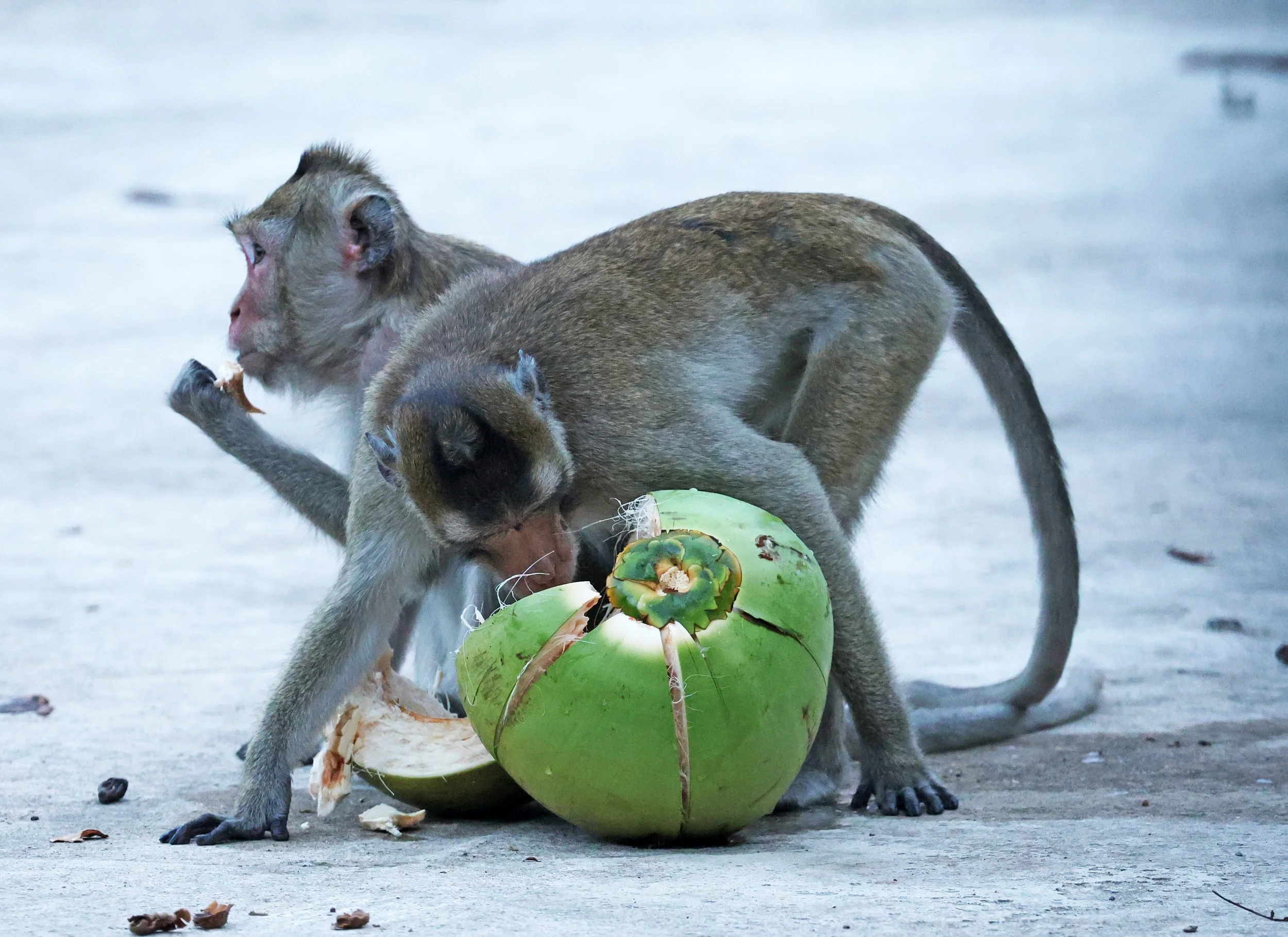 Long-tailed Macaque (Macaca fascicularis) Wat Ku Phra Kona - Roi Et (10).jpg