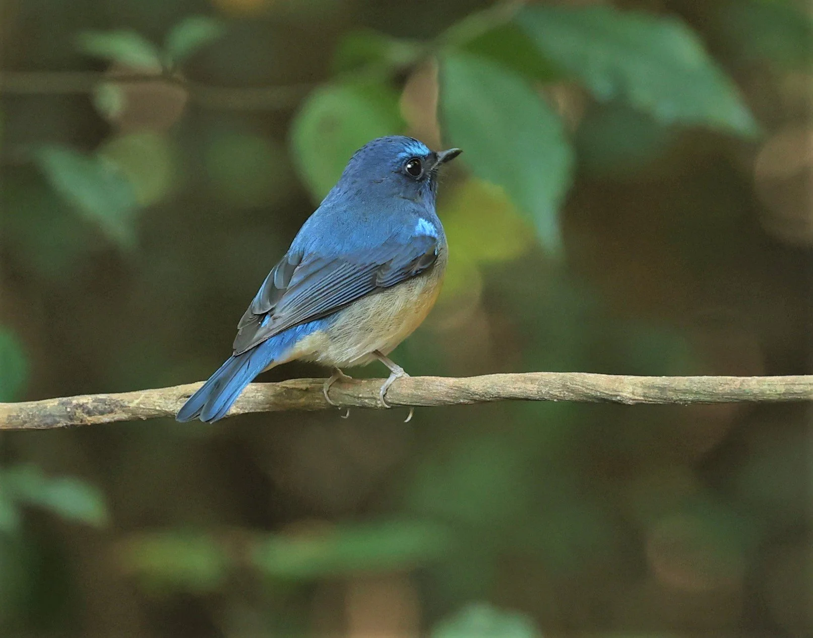 FLYCATCHER - CHINESE BLUE FLYCATCHER - Cyornis glaucicomans - PETCHABURI PROVINCE - NUY HIDE NEAR KAENG KRACHAN JAN 2022 (12).jpg