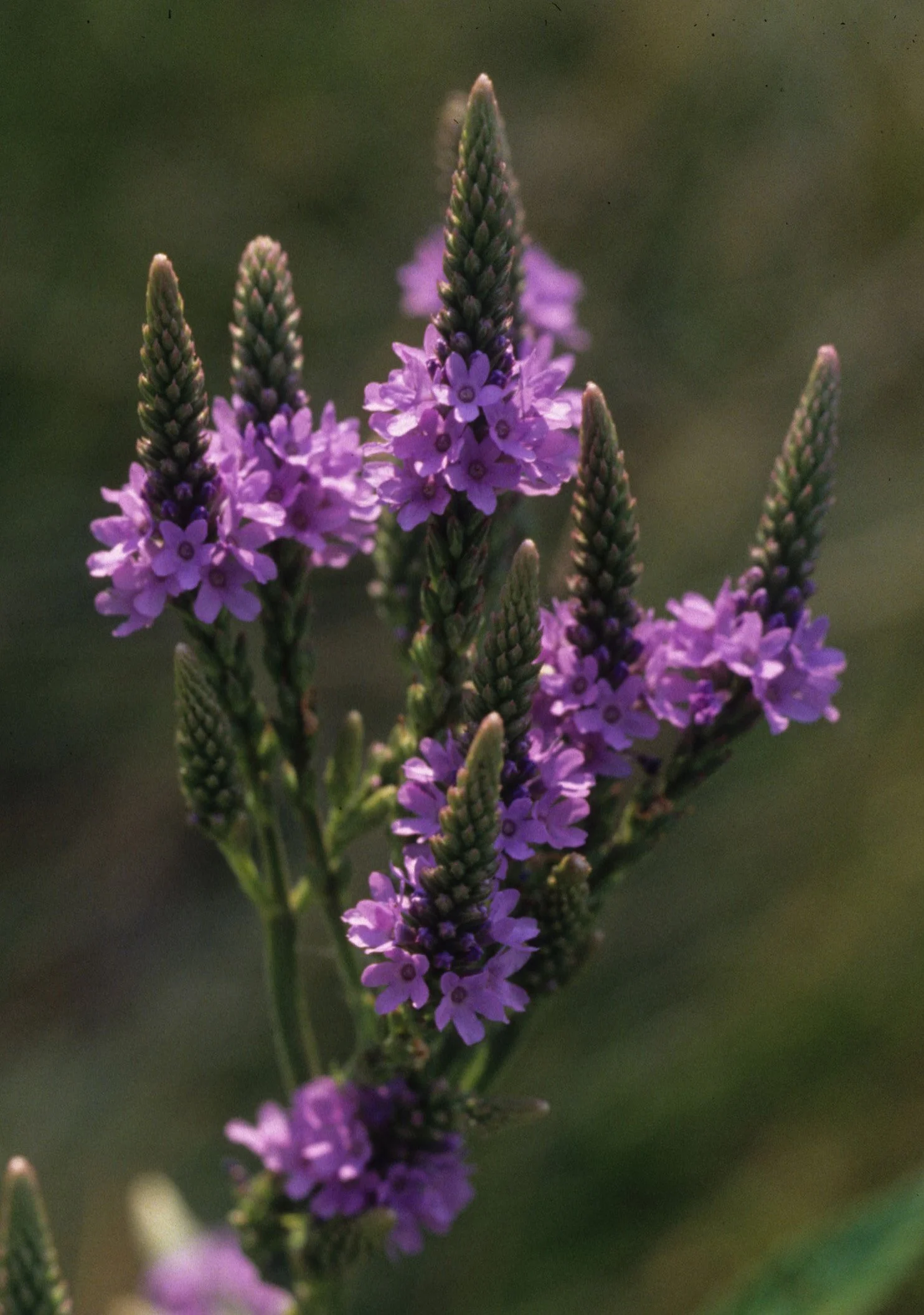 ARKANSAS - WILDFLOWER SPECIES A1.jpg