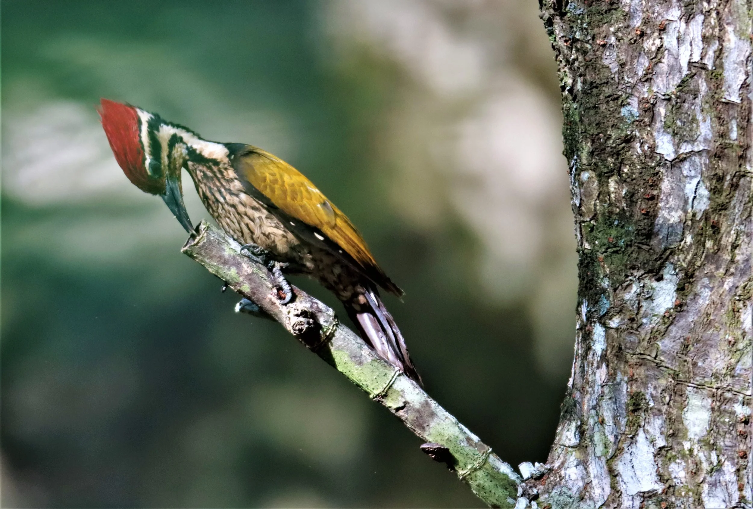 WOODPECKER - COMMON FLAMEBACK - Dinopium javenense - AO PHANG NGA NATIONAL PARK AREA (16).jpg
