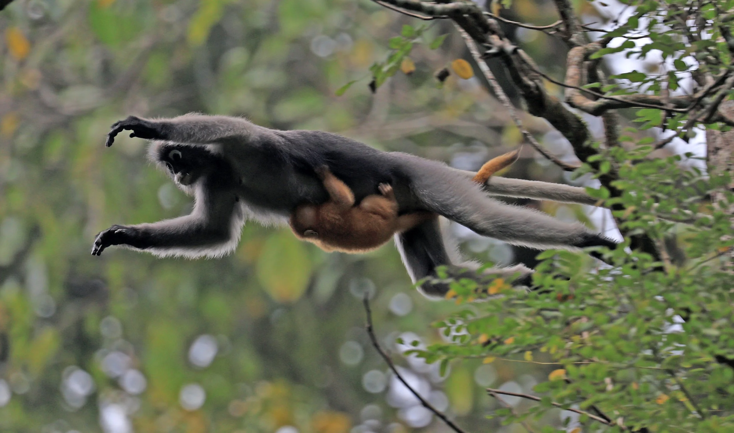 Dusky Langur (Spectacled) Leaf Monkey (Trachypithecus obscurus) Kaeng Krachan National Park ESS Expedition 2026 (20).jpg
