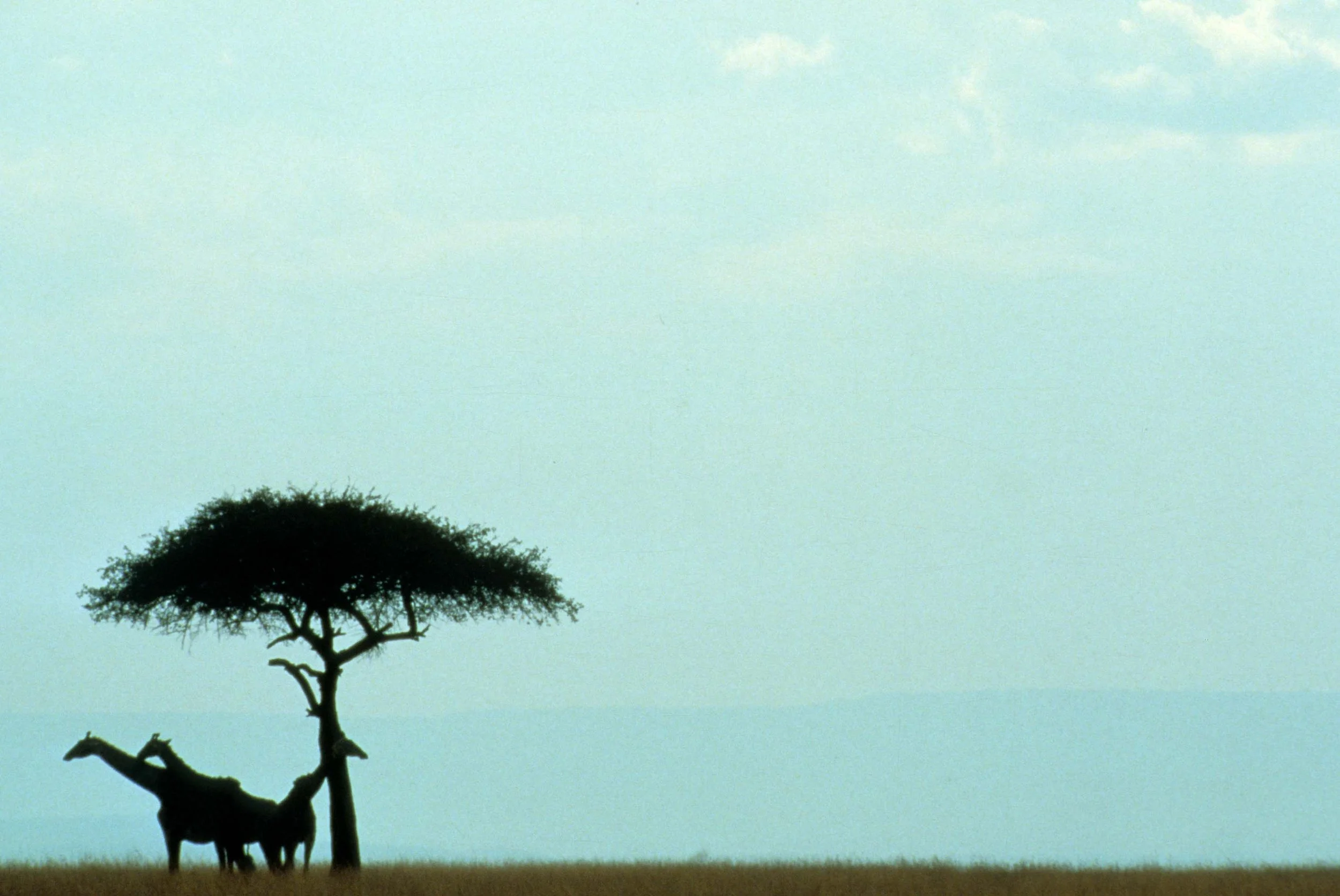 GIRAFFE-MASAI-SERENGETI 9.jpg