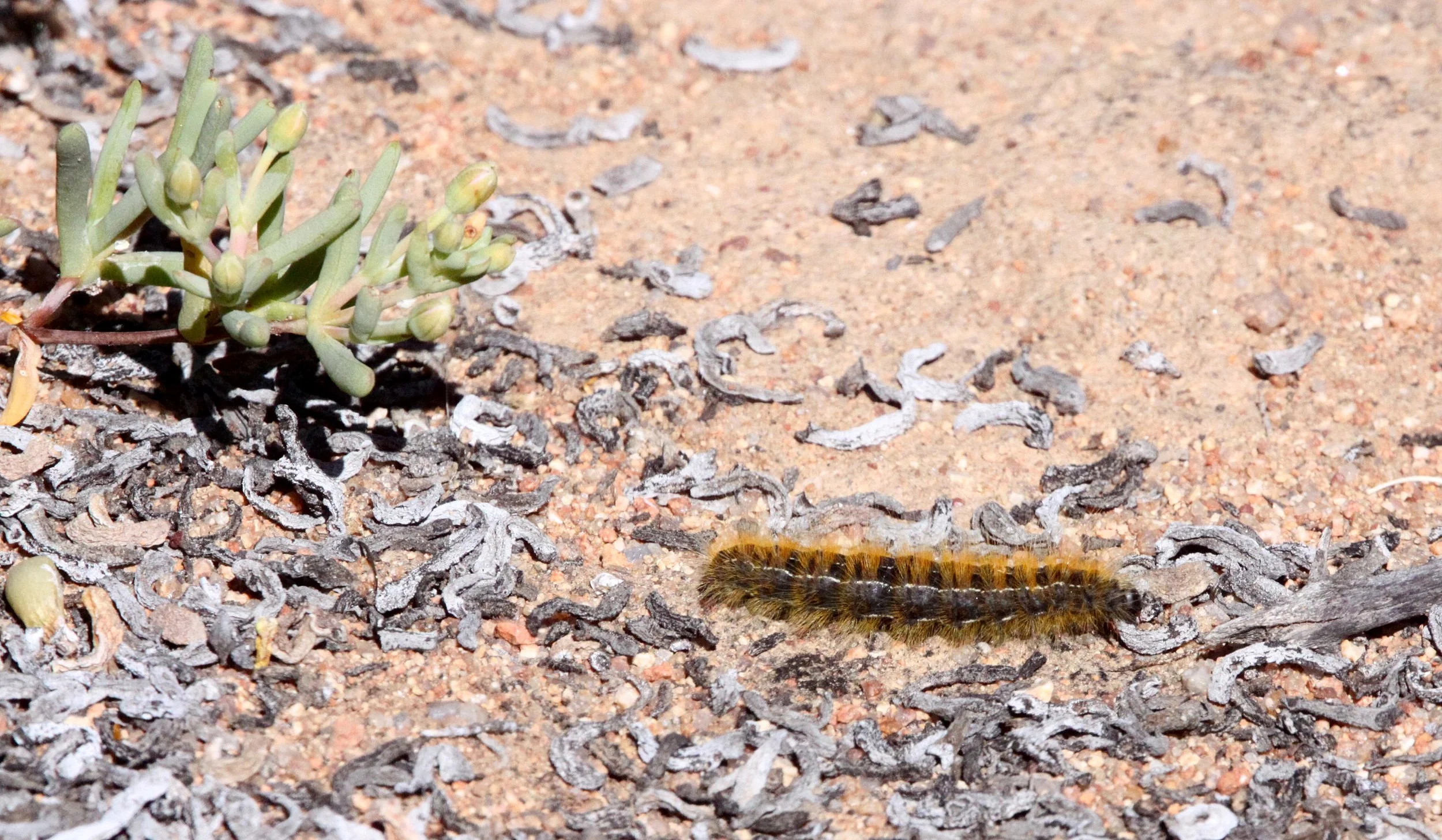 Lepidoptera larva - Namaqualand South Africa.JPG