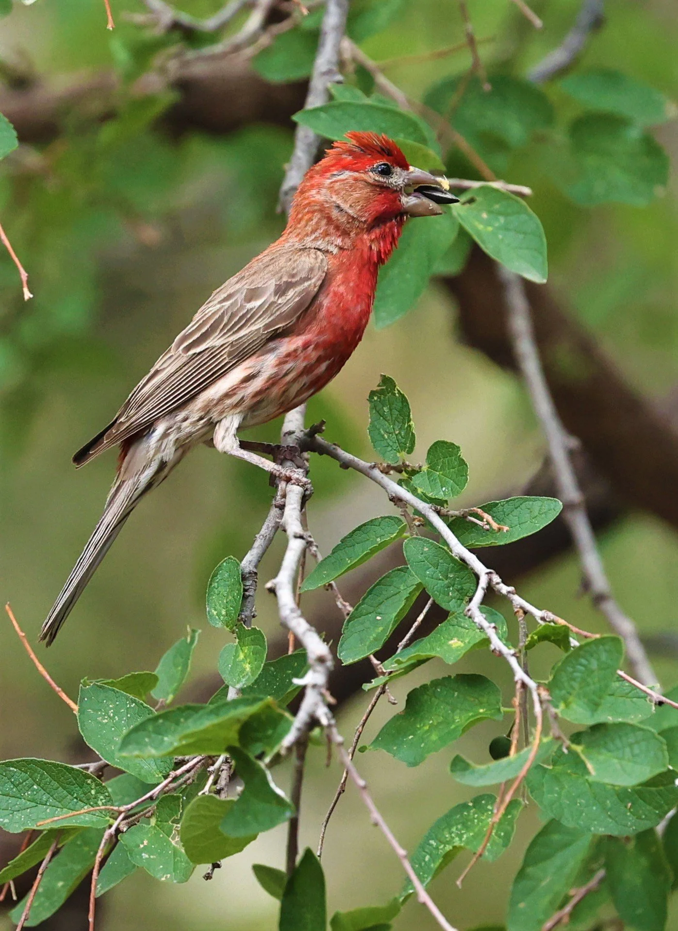House Finch (Haemorhous mexicanus) Davis Mountains State Park, Texas (40).jpg