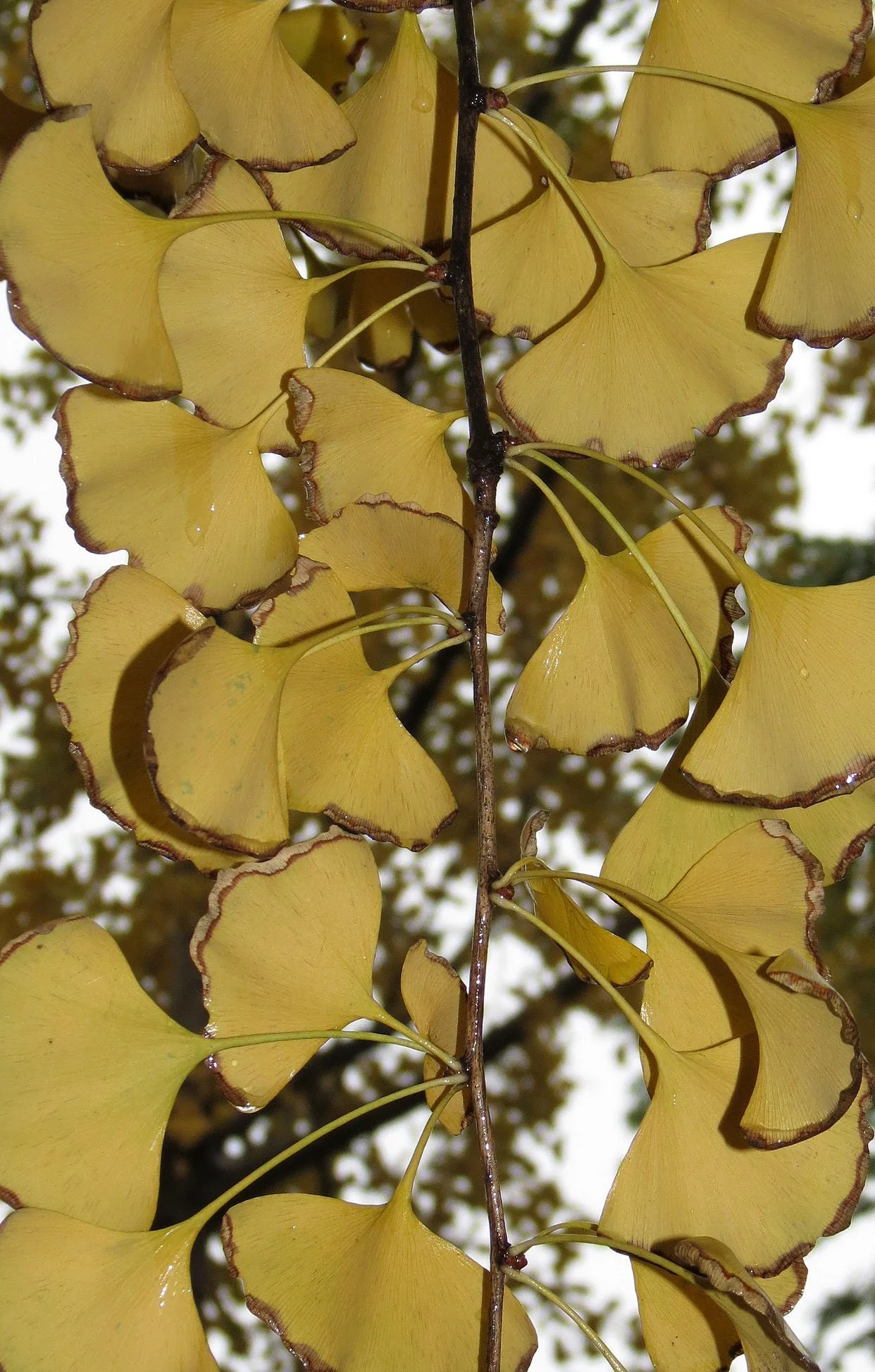 NANCHANG - GINKGO BILOBA (8).JPG