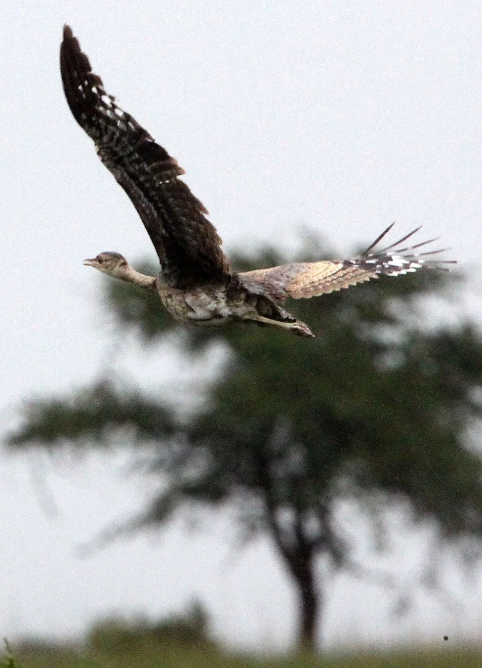 Buff-crested bustard (Lophotis gindiana) Senekel Sanctuary Ethiopia (3).JPG