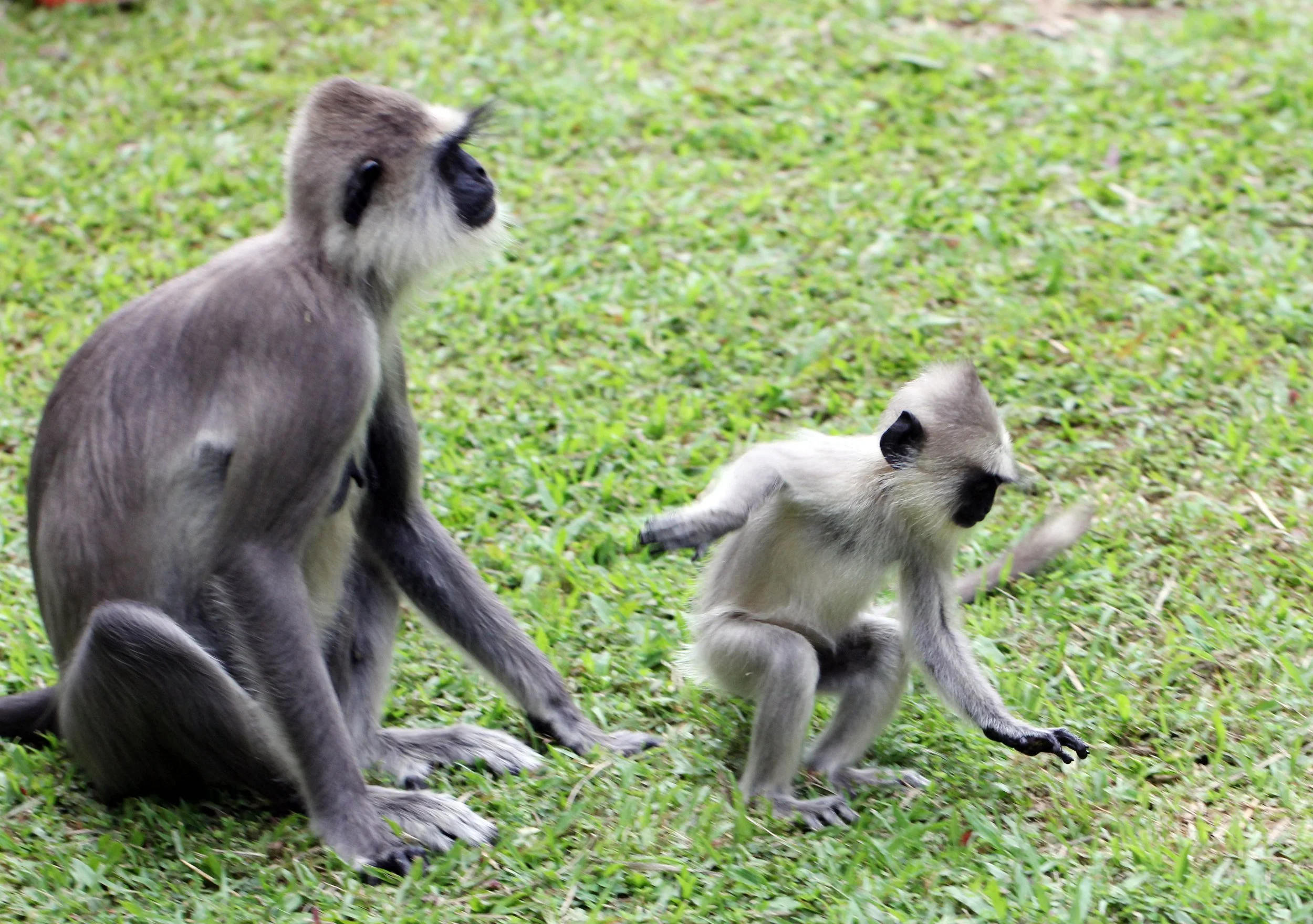 CERCOPITHECIDAE - Semnopithecus priam thersites - SRI LANKAN GRAY (TUFTED) LANGUR - SRIGIRIYA FOREST AND FORTRESS AREA SRI LANKA (32).JPG