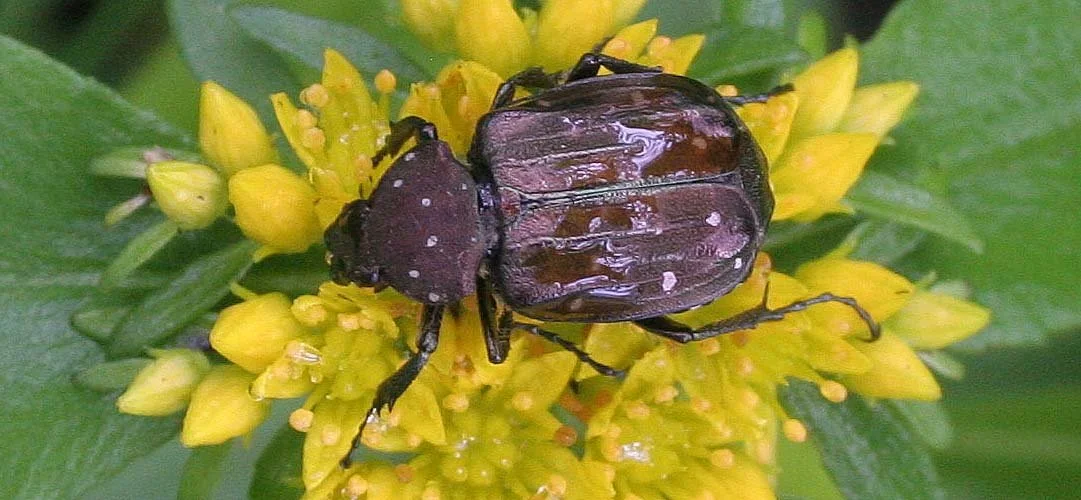 Gnorimus species - Primorye Russia