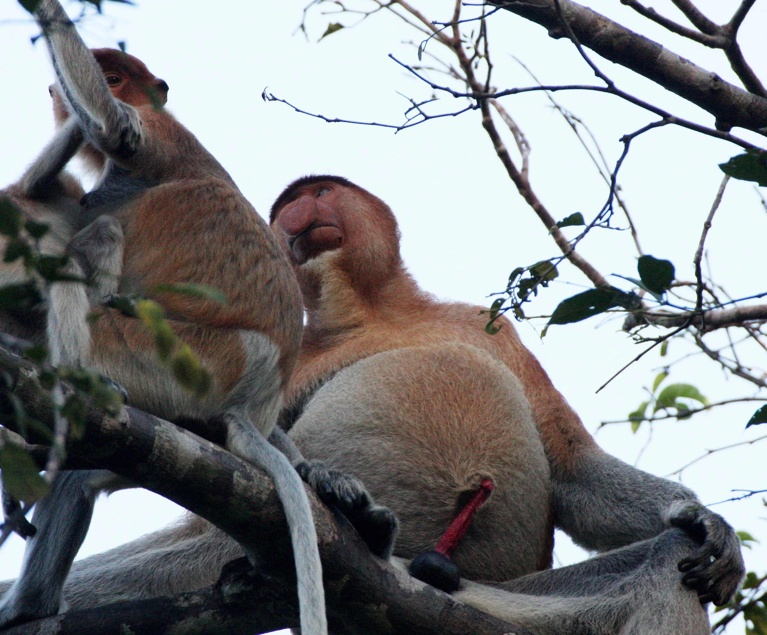 CERCOPITHECIDAE - Nasalis larvatus -PROBOSCIS MONKEY TROOP - KINABATANGAN RIVER BORNEO  (43).JPG