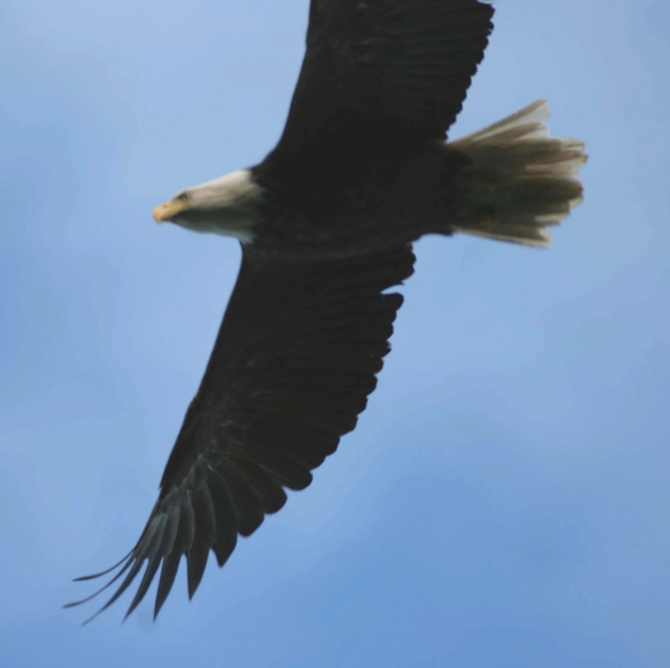BIRD - EAGLE - BALD EAGLE - OP - Copy.jpg
