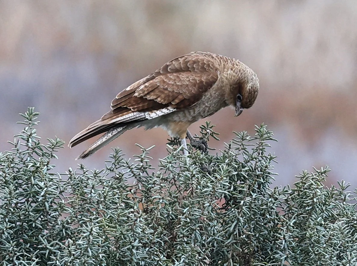 Chimango Caracara (Daptrius chimango) Lagunas del Ornitólogo, Trelew Argentina (14).jpg