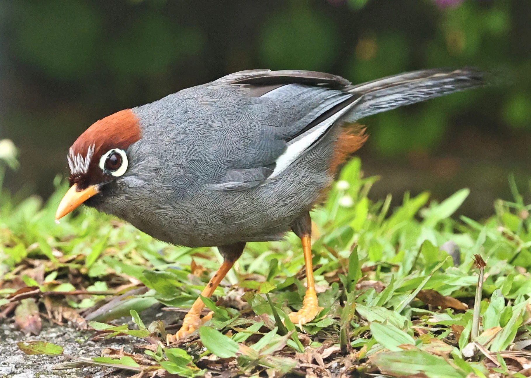 Pterorhinus mitratus - CHESTNUT-CAPPED LAUGHINGTHRUSH - FRASER'S HILL RAUB DISTRICT PAHANG MALAYSIA (3).jpg