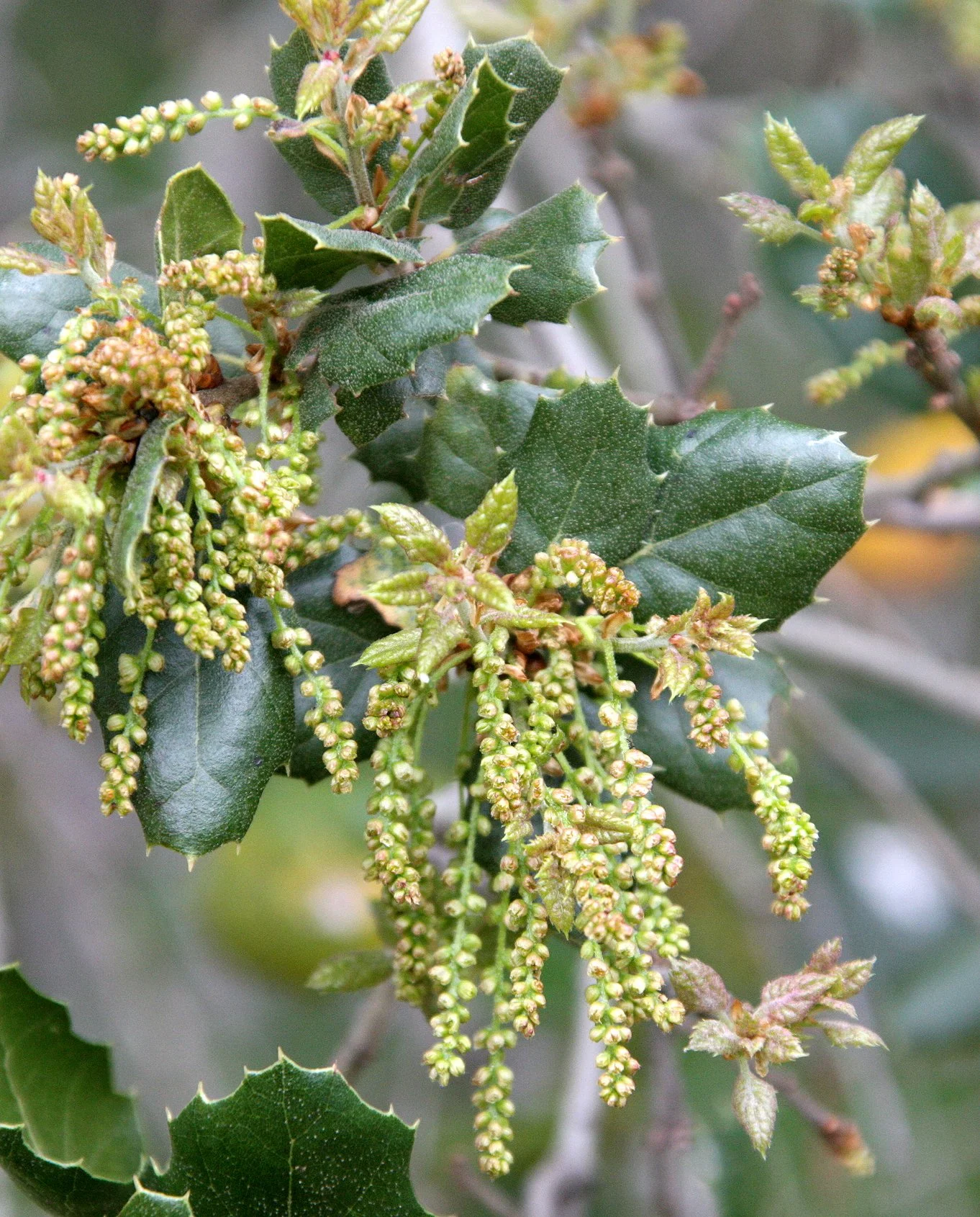 FAGACEAE - QUERCUS SPECIES - COASTAL LIVE OAK SPECIES - PINNACLES NATIONAL MONUMENT CALIFORNIA (7).JPG