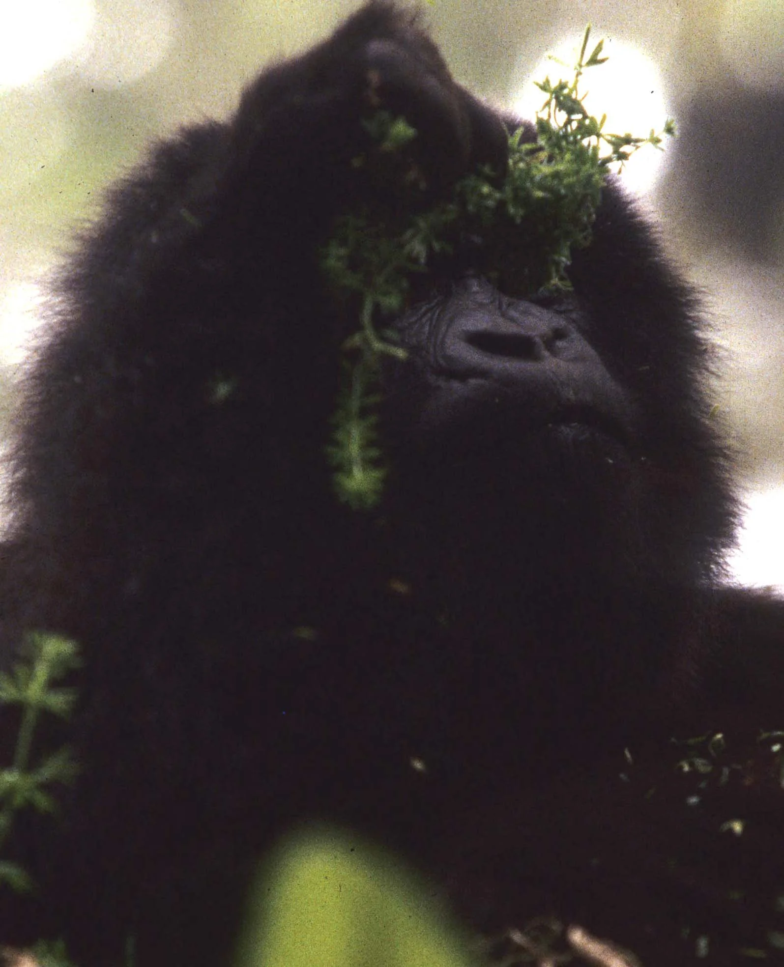 PRIMATE - GORILLA-RWANDA PARC DU VULCANS (69).jpg