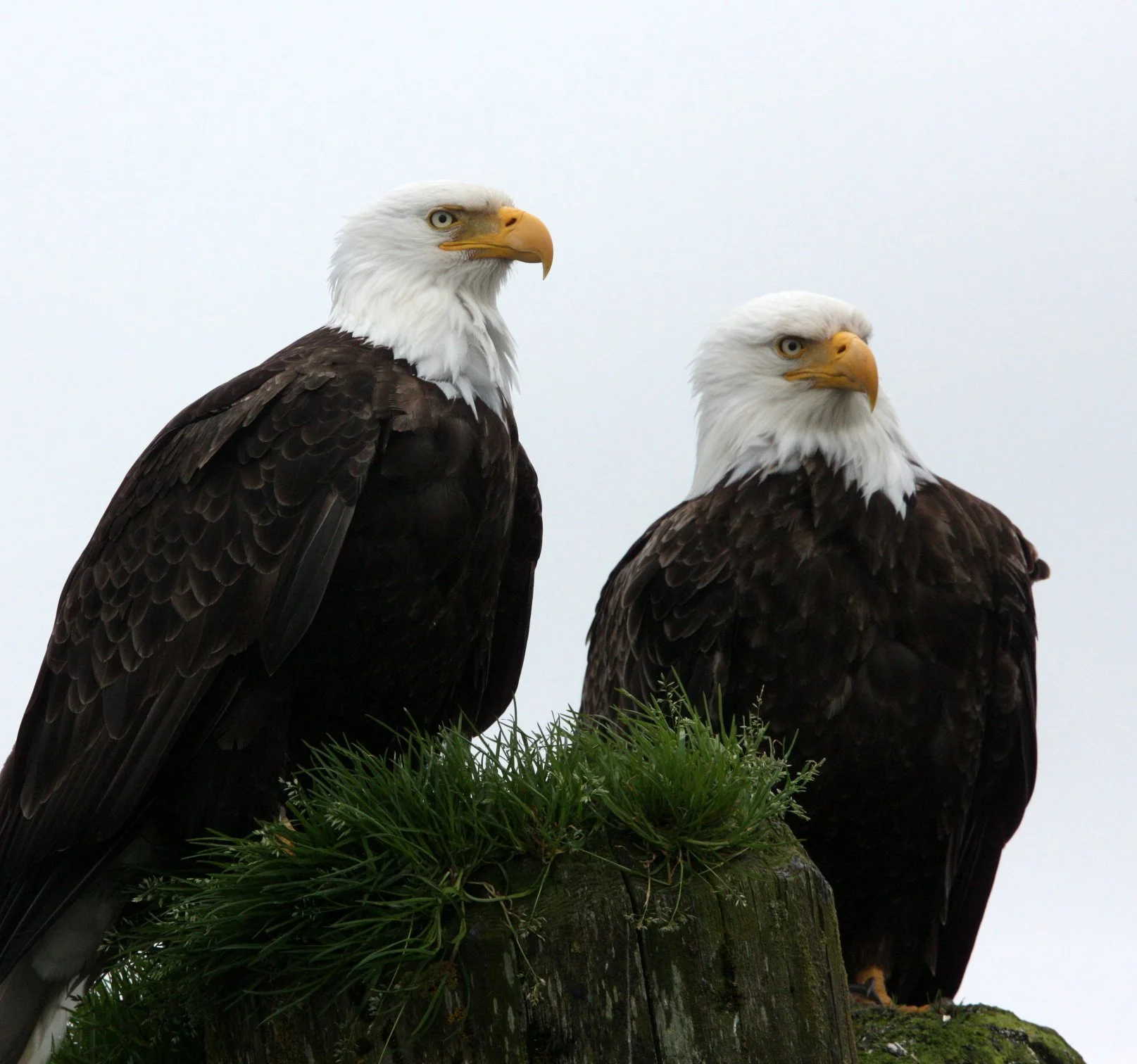 Haliaeetus leucocephalus - AMERICAN BALD EAGLE - KNIGHT INLET BRITISH COLUMBIA (85).JPG