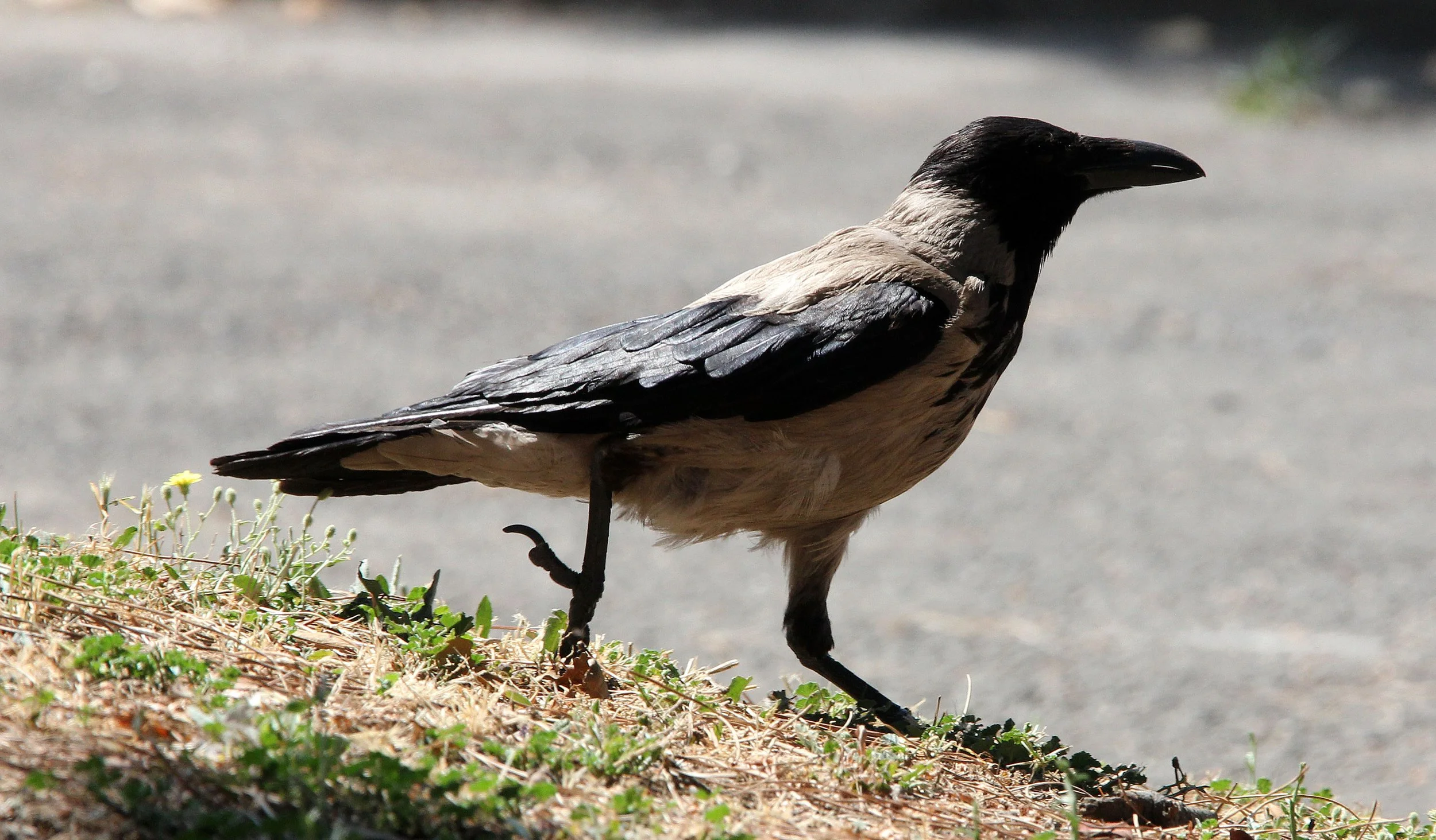 BIRD - CROW - HOODED CROW - ROME ITALY (5).JPG