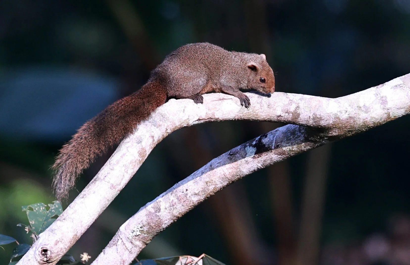 Pallas's Squirrel (Callosciurus erythraeus) Kaeng Krachan National Park Thailand, Jan 2025 (43).jpg
