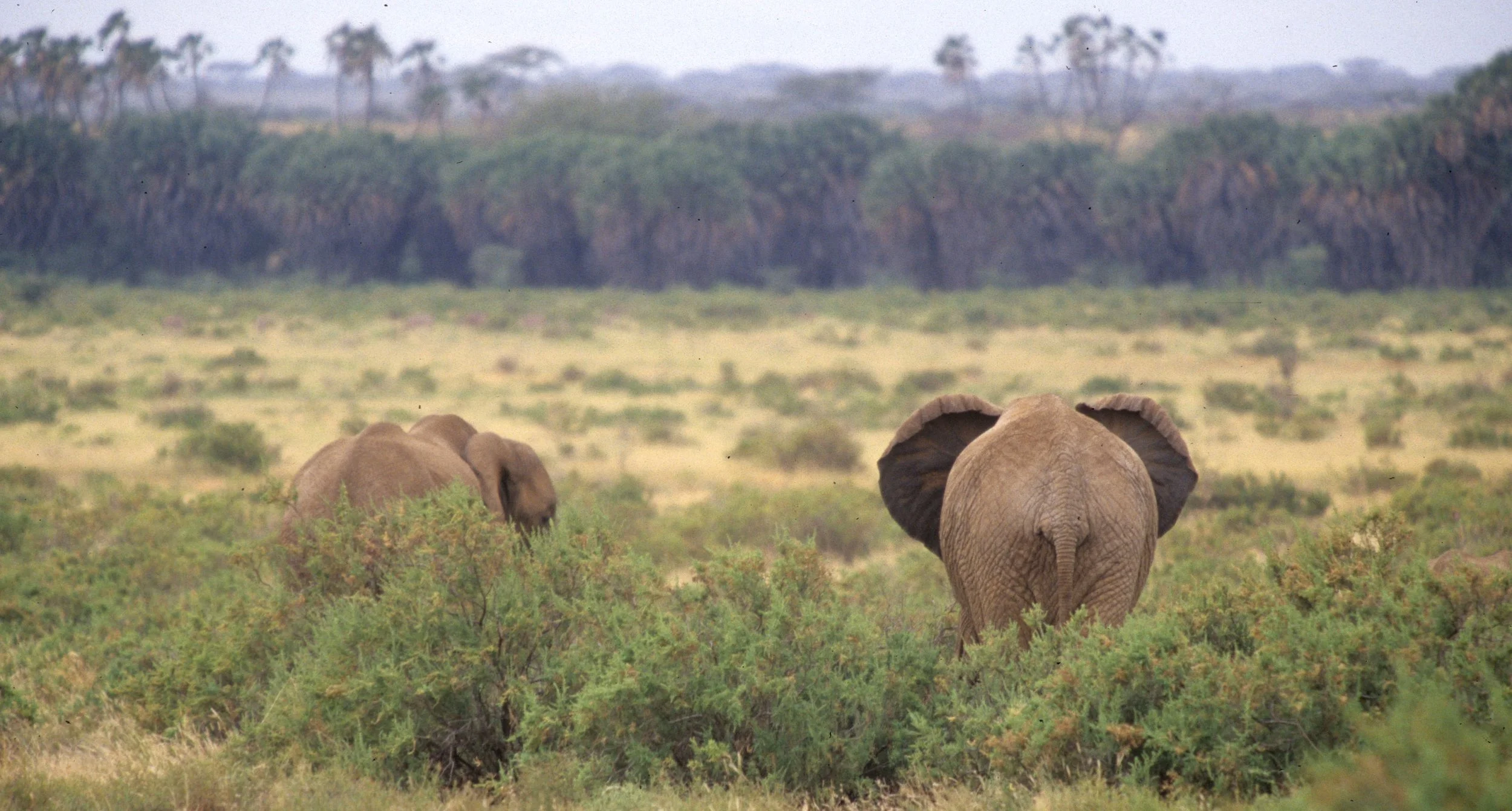 ELEPHANT - UGANDA 9.jpg