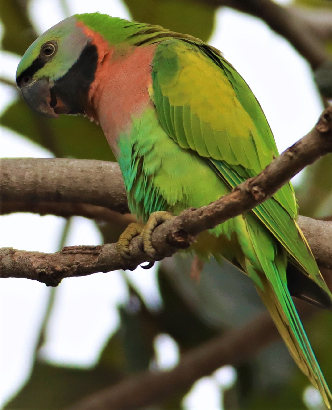PARAKEET - RED-BREASTED PARAKEET - Psittacula alexandri - WAT SUAN YAI NONTHABURI (43).jpg