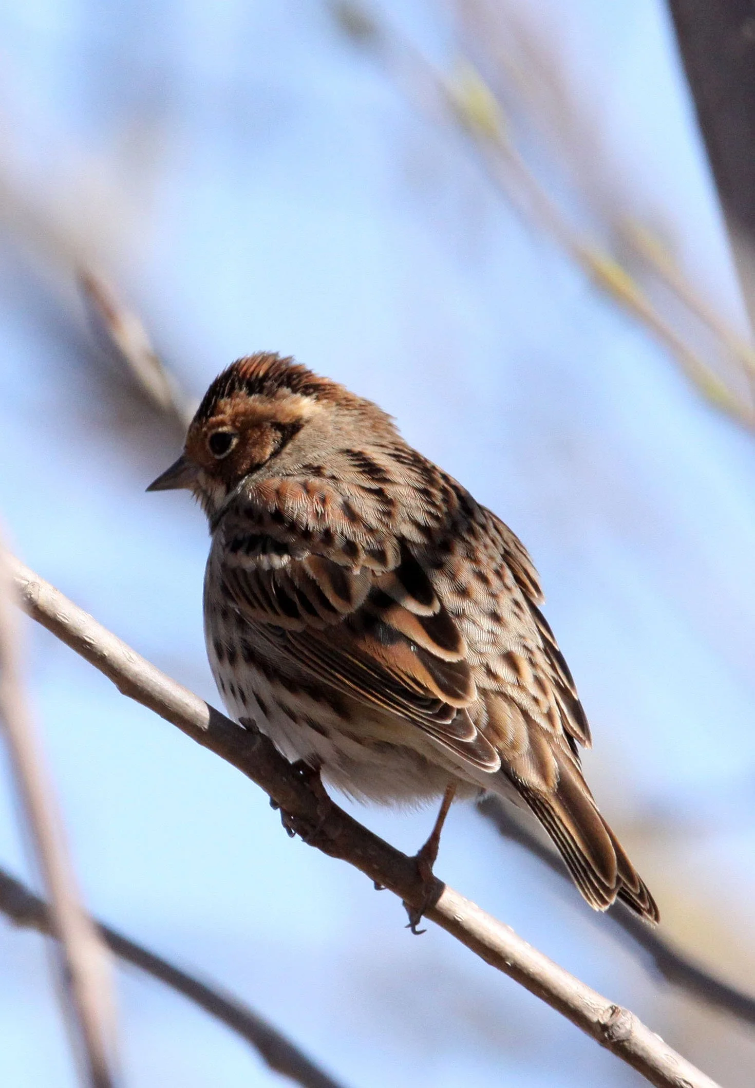 Little Bunting (Emberiza pusilla) Cao Hai Wetlands Yunnan China (9).JPG