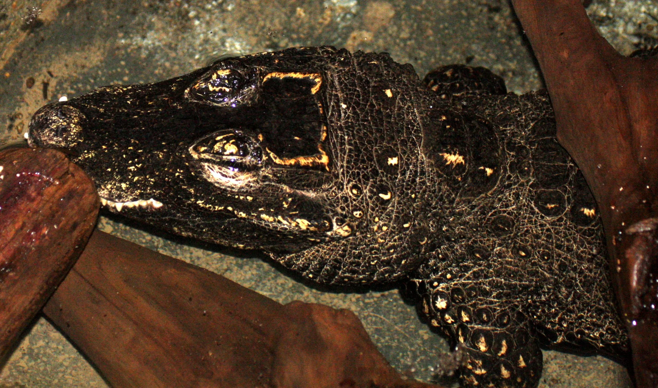 Osteolaemus tetraspis - DWARF CROCODILE - WOODLAND PARK  (2).JPG
