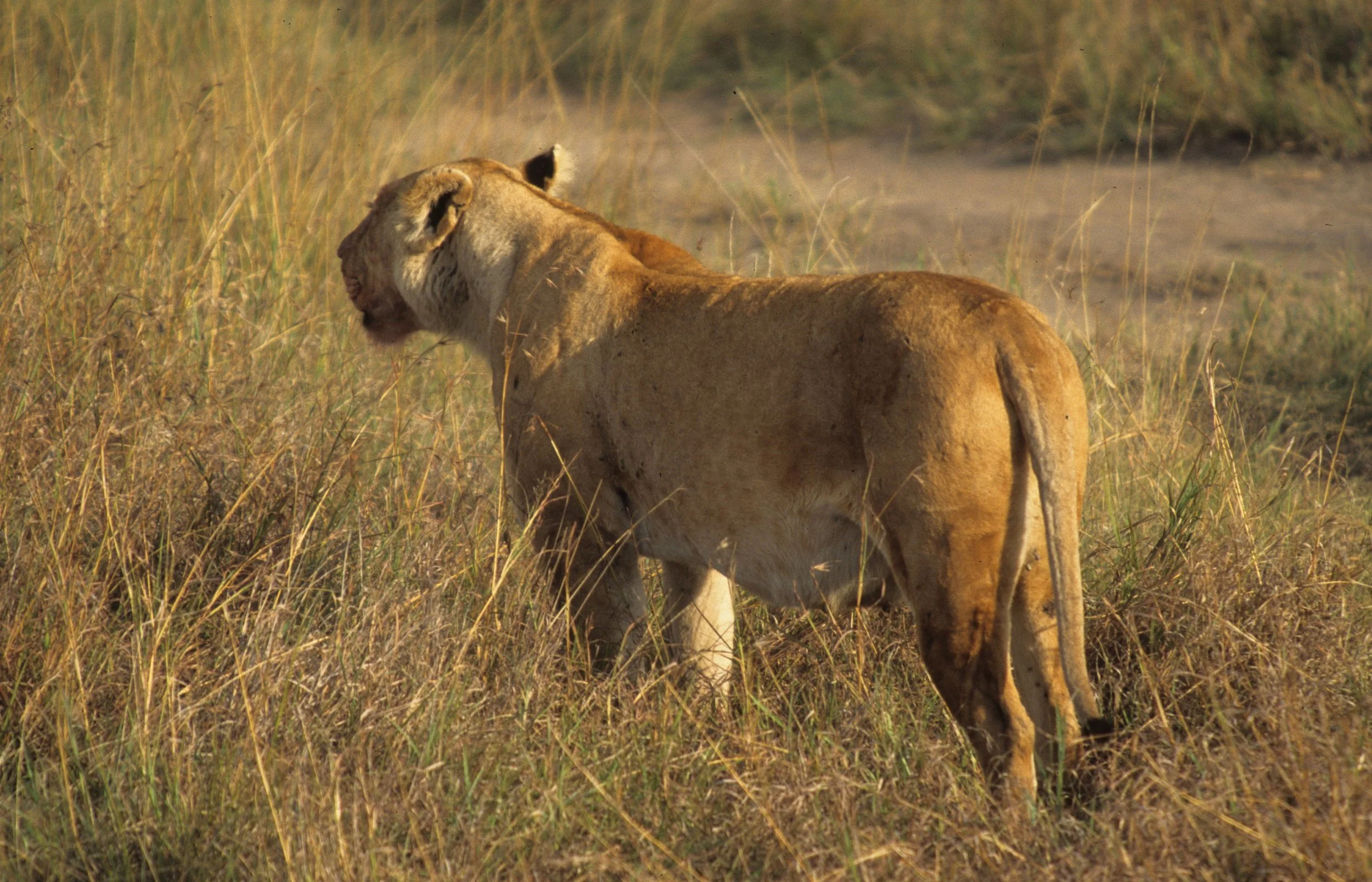 FELID - LION - SERENGETI (35).jpg