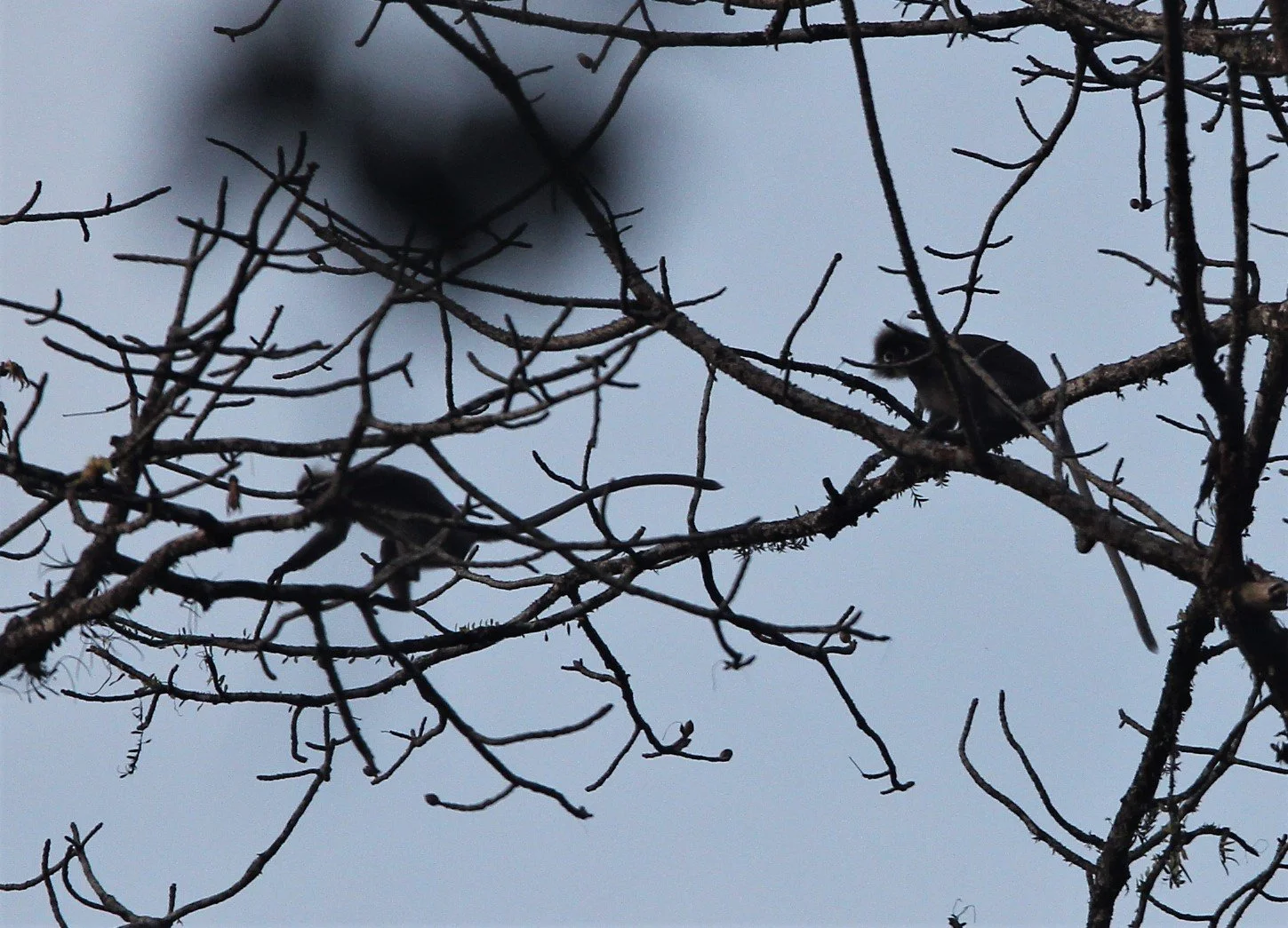 CERCOPITHECIDAE - Trachypithecus obscurus flavicauda - DUSKY LANGUR - HALA BALA NATIONAL WILDLIFE SANCTUARY (17).jpg
