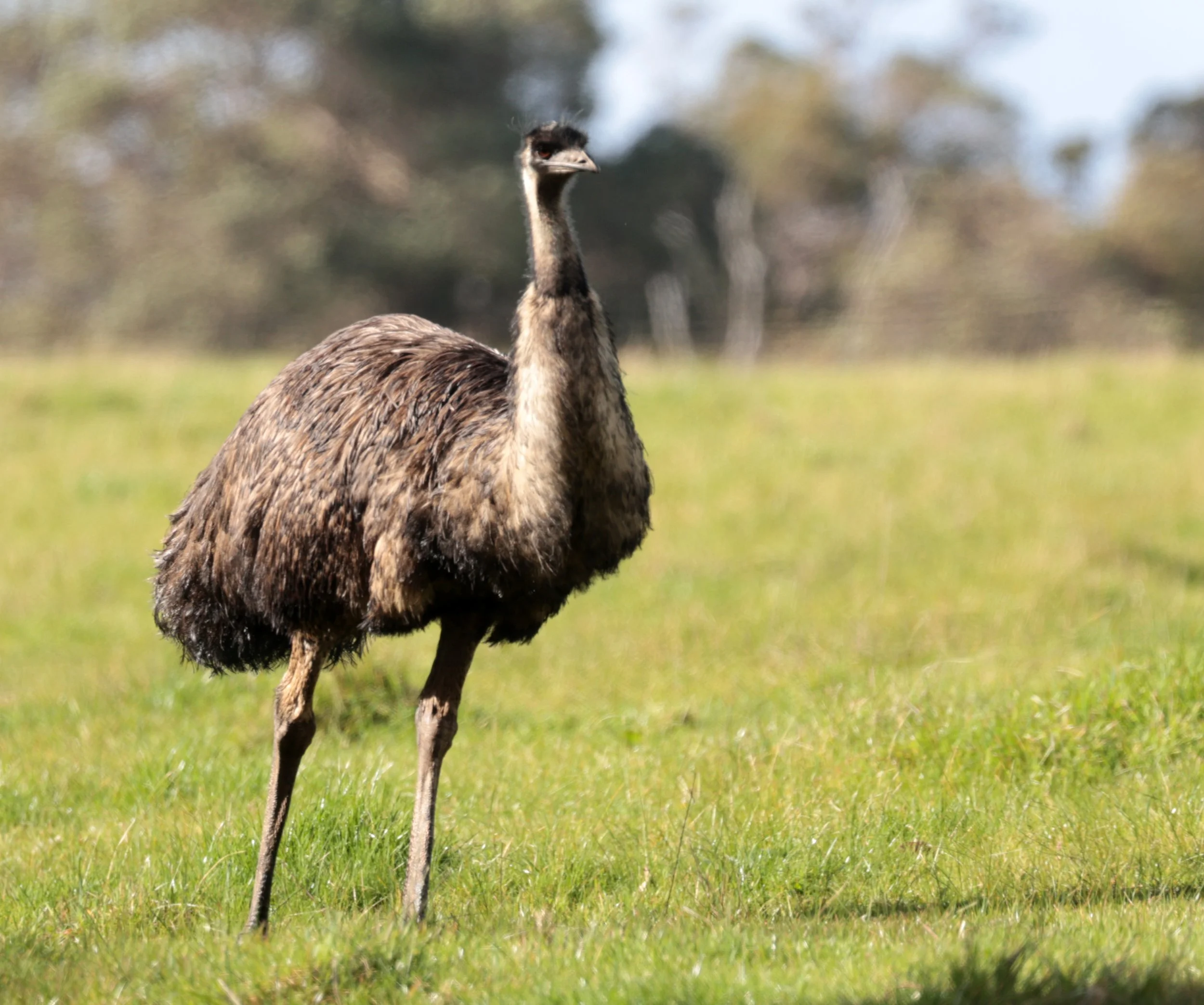 Emu (Dromaius novaehollandiae) Mt Frankland NP - Western Australia (25).jpg