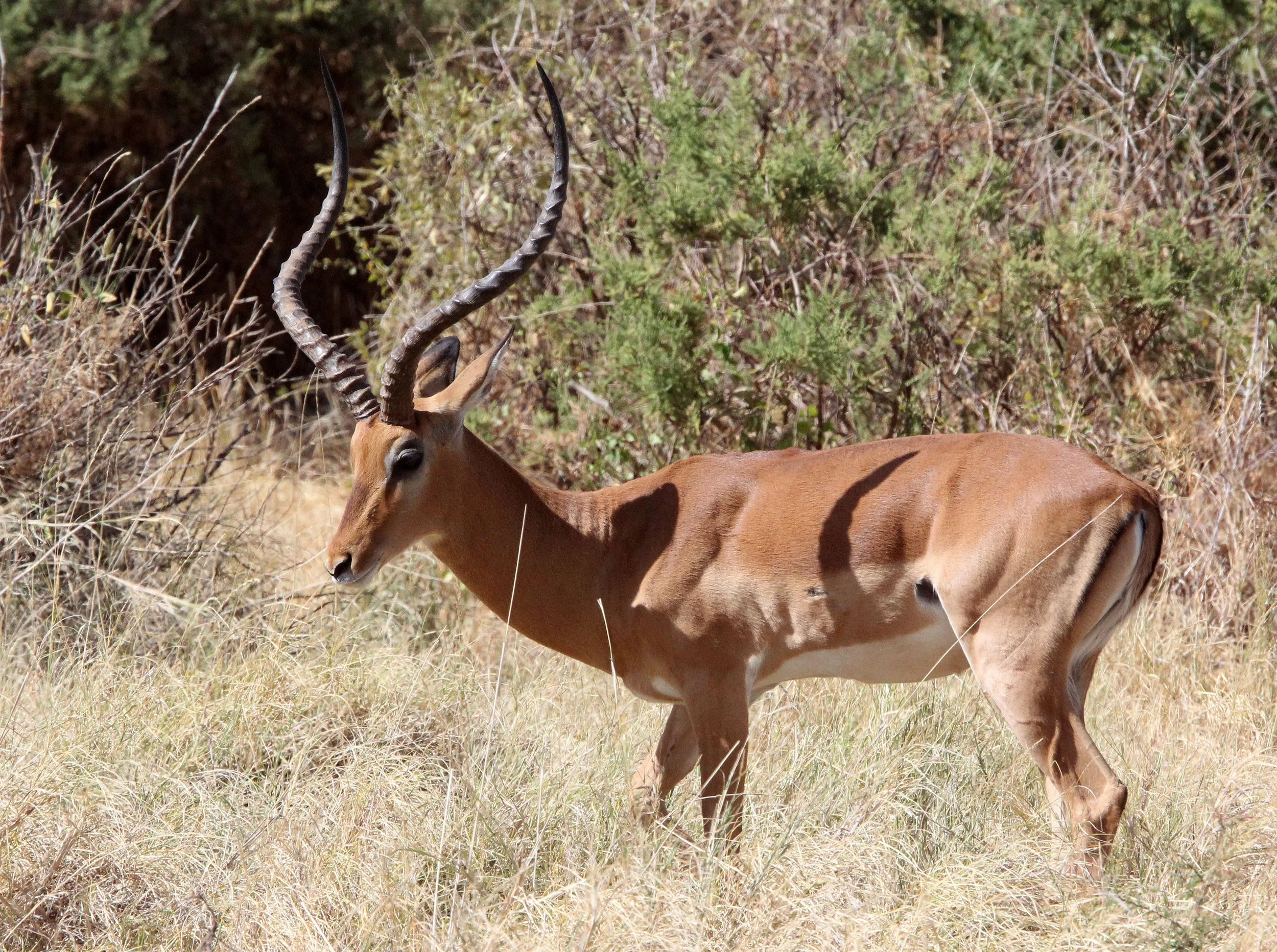 IMPALA - COMMON IMPALA - Aepyceros melampus - SAMBURU NATIONAL PARK KENYA (2).JPG