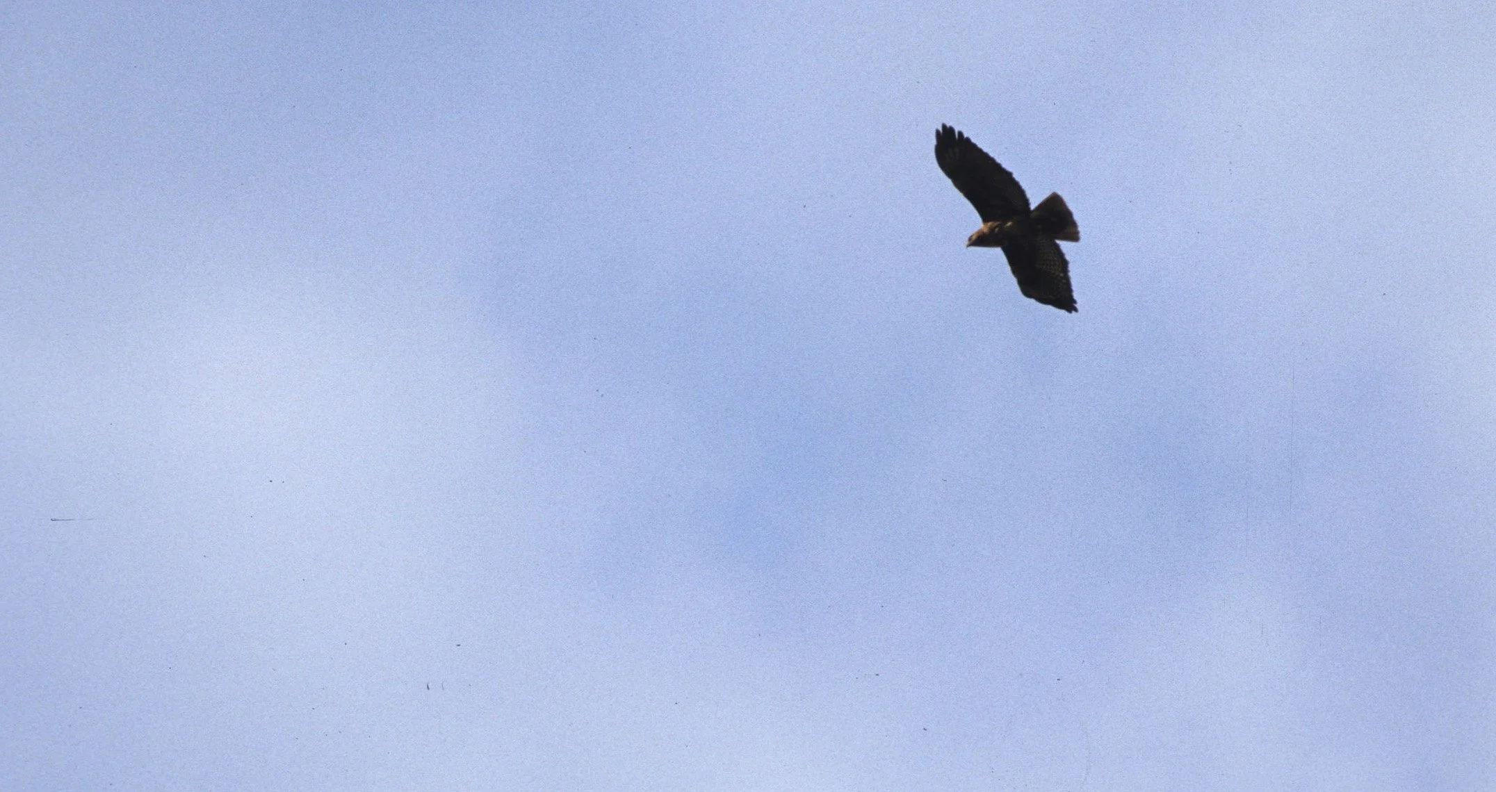 Buteo jamaicensis - RED-TAILED HAWK - LAKE FARM.jpg