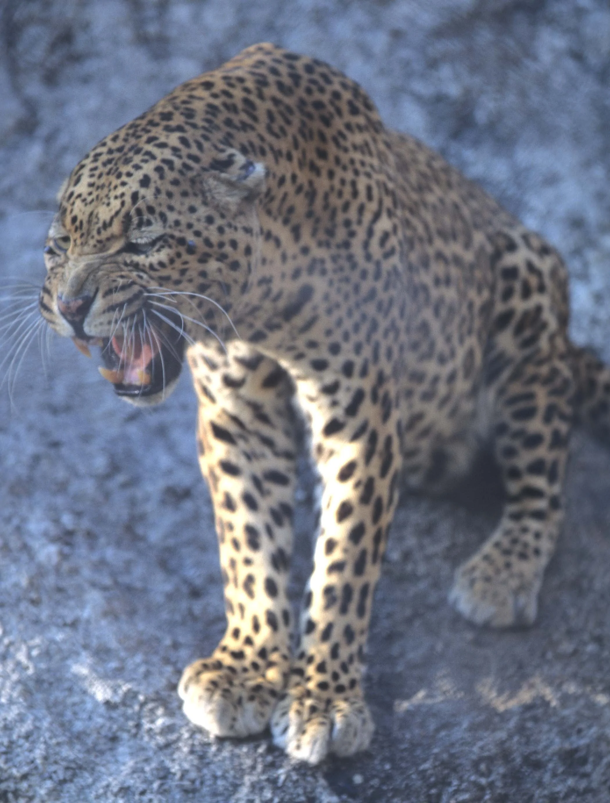 FELID - LEOPARD - ZIMBABWE (4).jpg