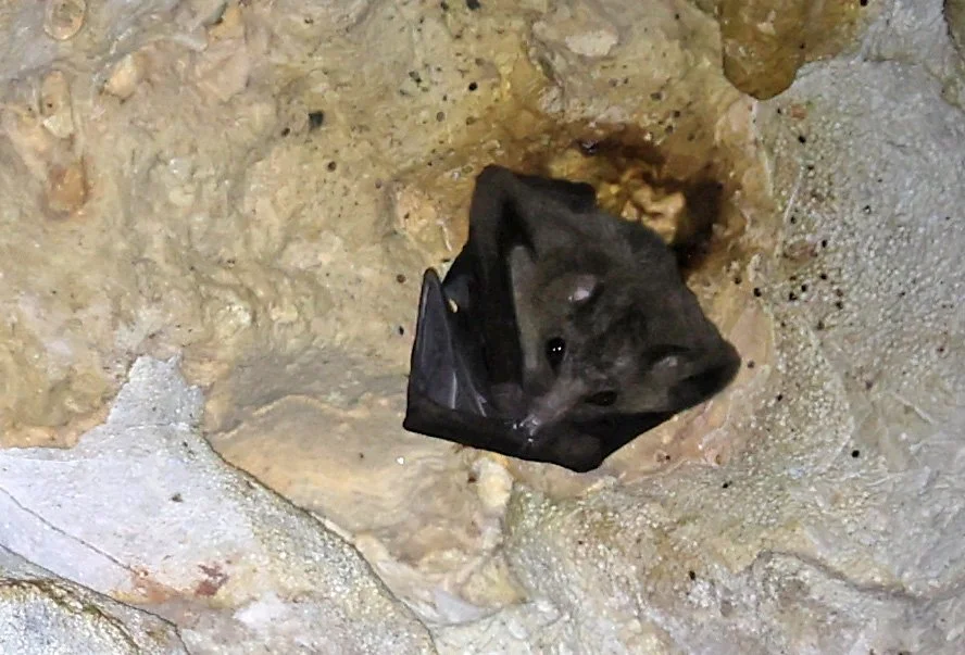 Geoffroy's Rousette (Rousettus amplexicaudatus) Wat Thewarup Songtham Temple Pak Chong Thailand (7).jpg