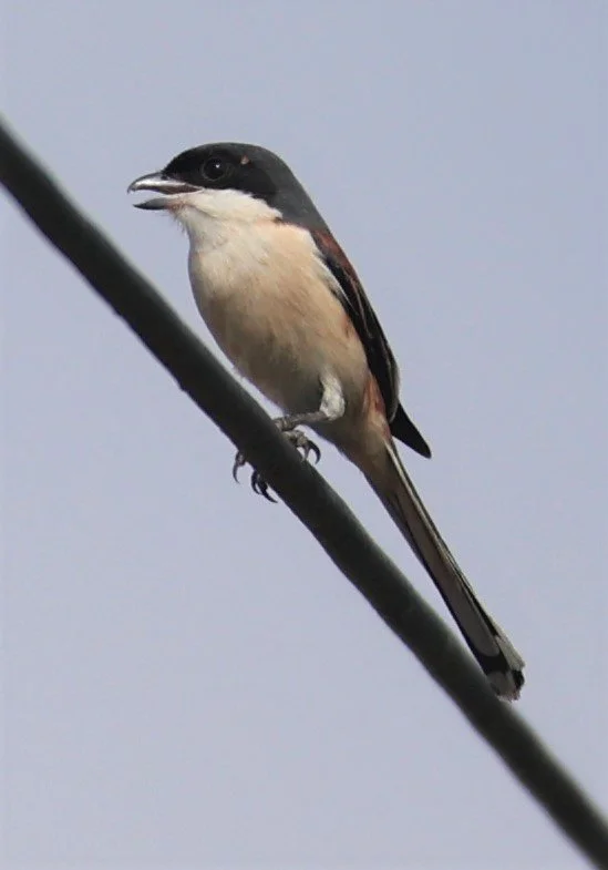 Long-tailed Shrike (Lanius schach) Nong Bong Kai Non-hunting Area Thailand (3).JPG