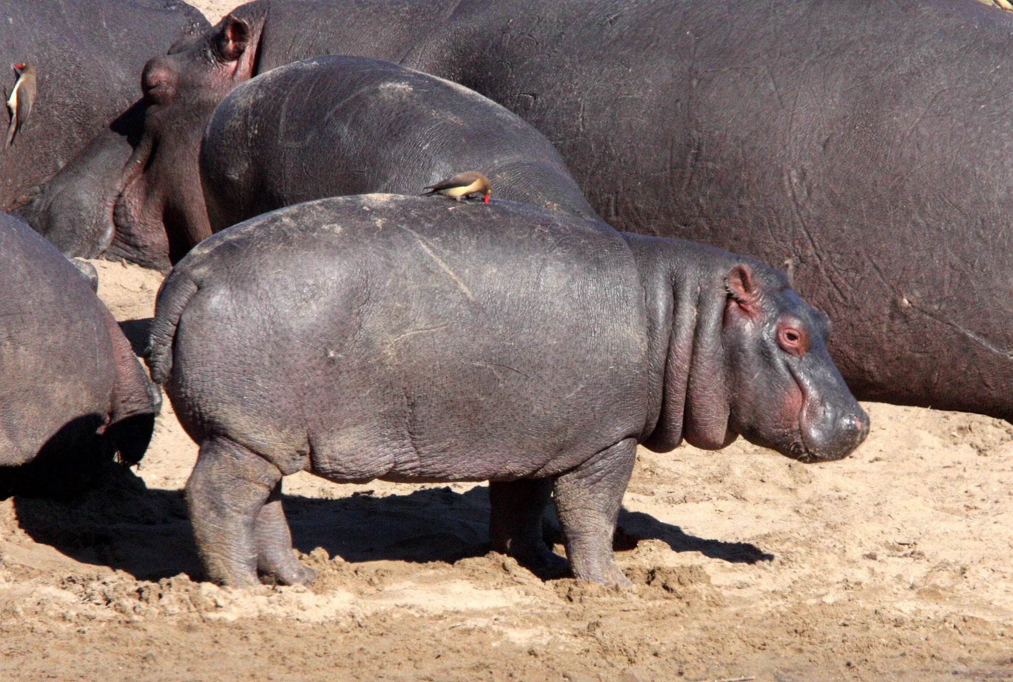 Hippopotamus amphibius capensis - CAPE (SOUTHERN AFRICA) HIPPOPOTAMUS - KRUGER NATIONAL PARK SOUTH AFRICA - OLIFANT RIVER (14).JPG