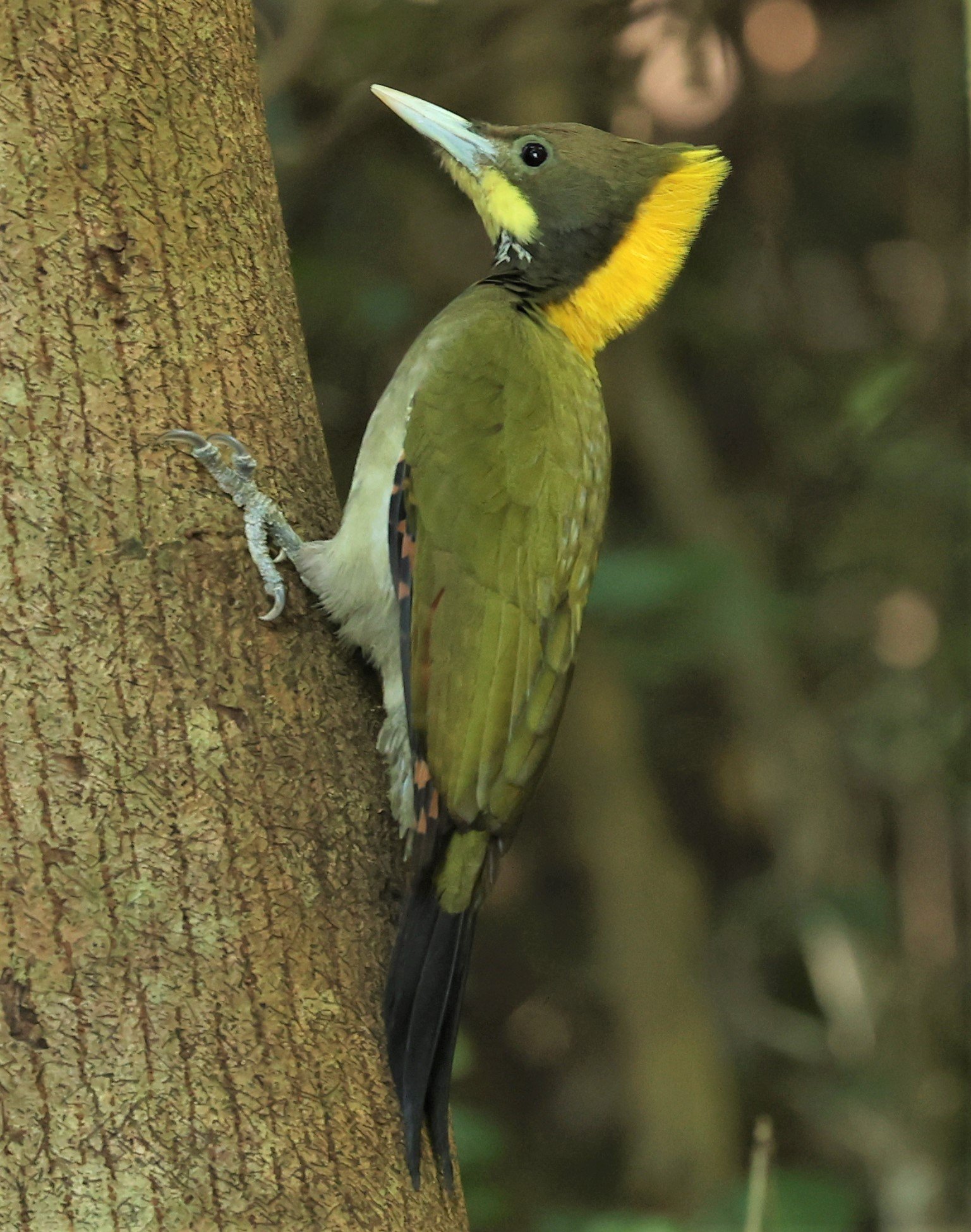 WOODPECKER - GREATER YELLOWNAPE - Chrysophlegma flavinucha - PETCHABURI PROVINCE - NUY HIDE NEAR KAENG KRACHAN JAN 2022 (40).jpg