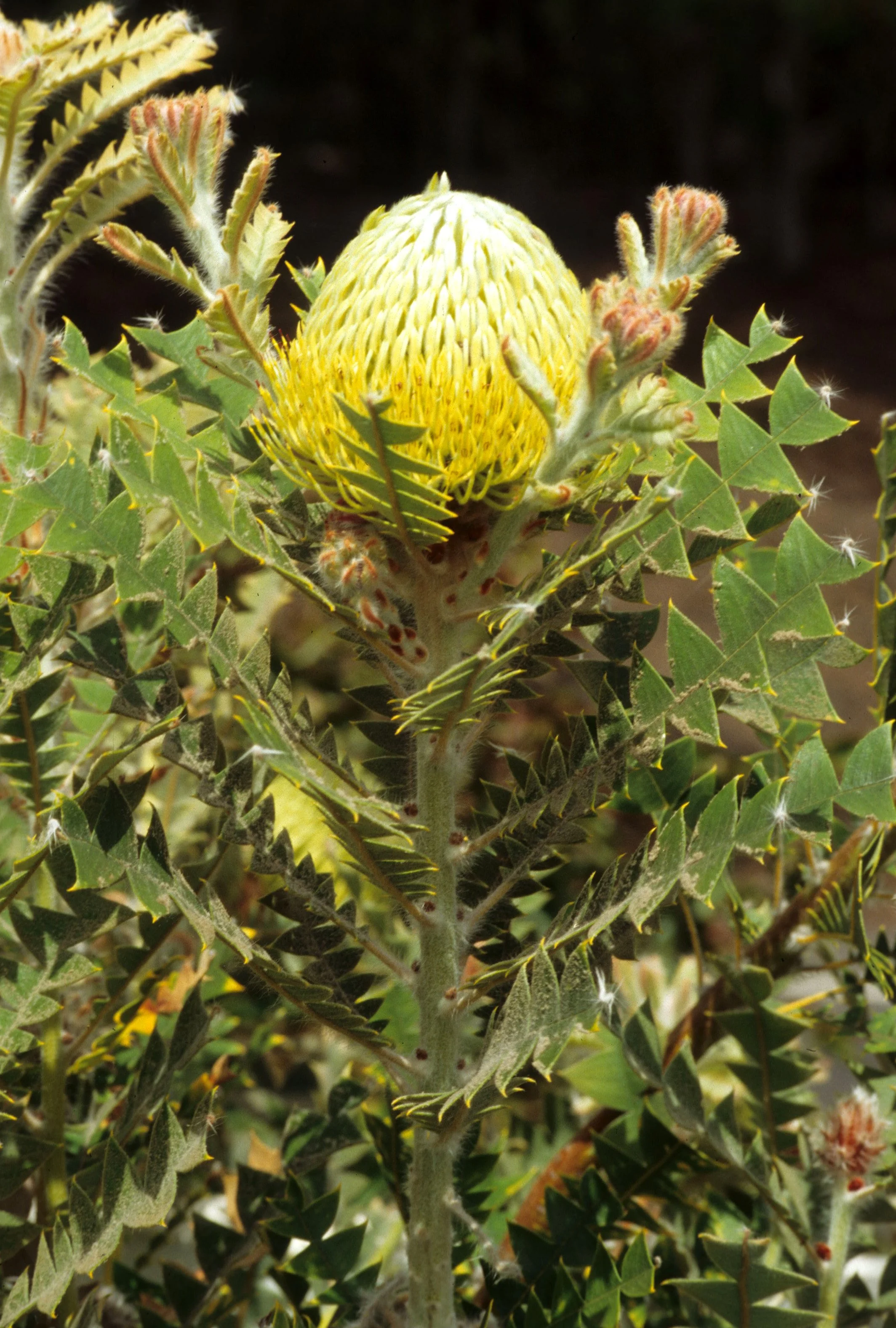 HAWAII - MAUI - PROTEA PLANTATION (5).jpg