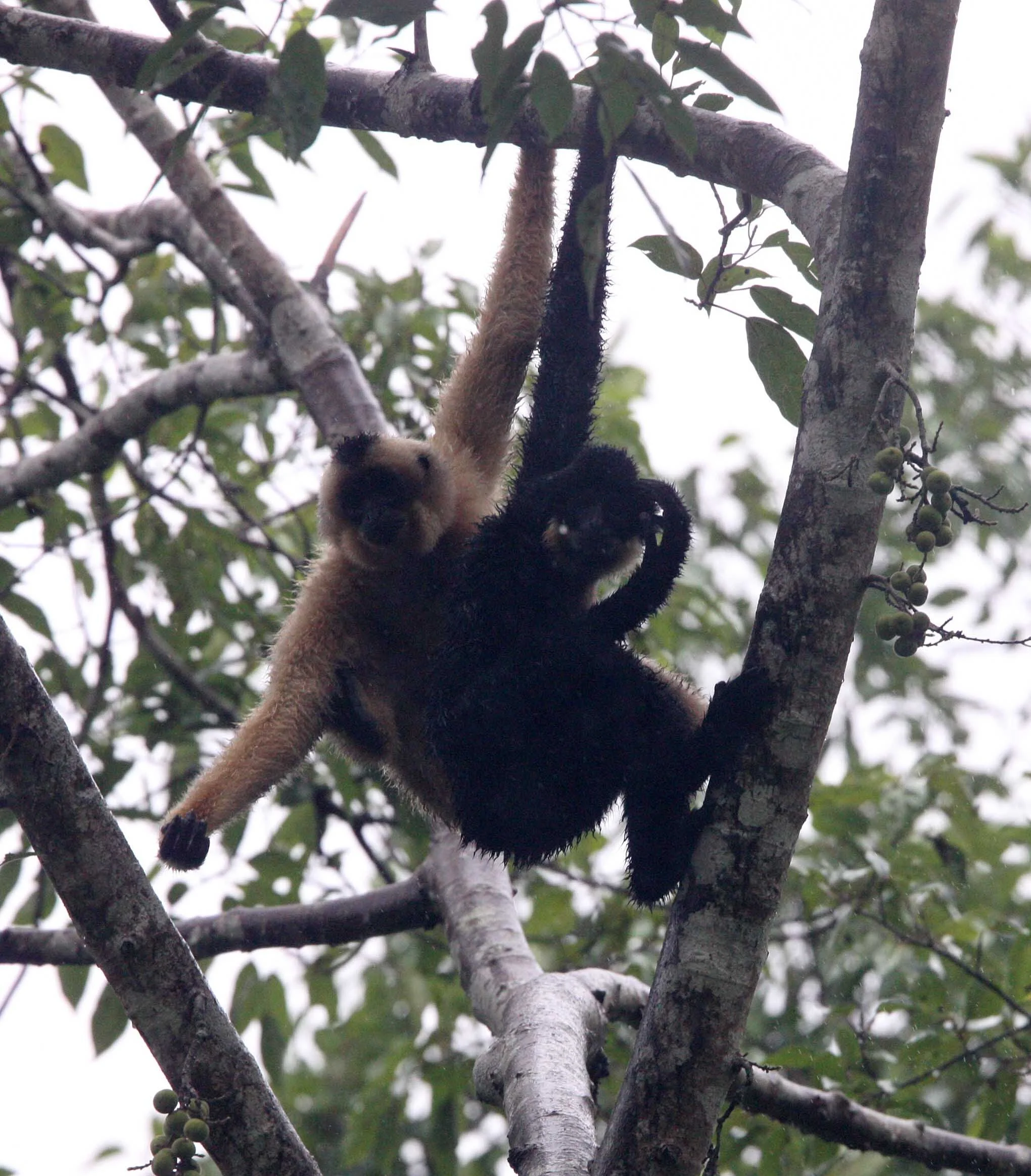 HYLOBATIDAE - Nomascus gabriellae - SOUTHERN YELLOW-CHEEKED CRESTED GIBBON - CAT TIEN NATIONAL PARK VIET NAM (16).JPG